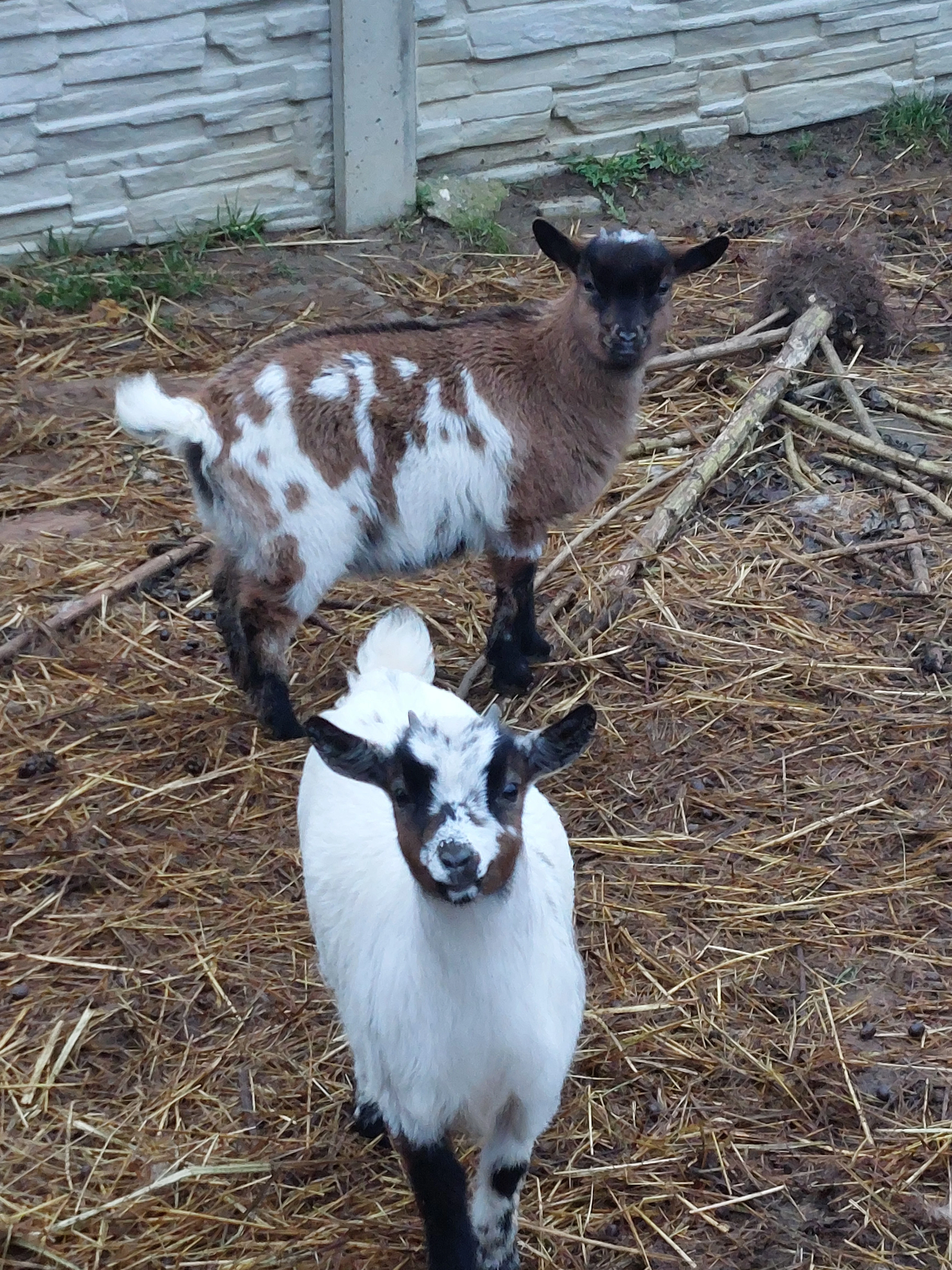 Holandské zakrslé kozičky