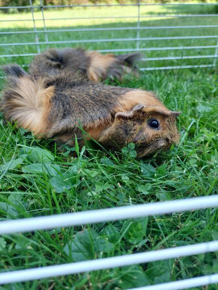 Daruji 2 morčata – samičky (2 roky, rozetové)