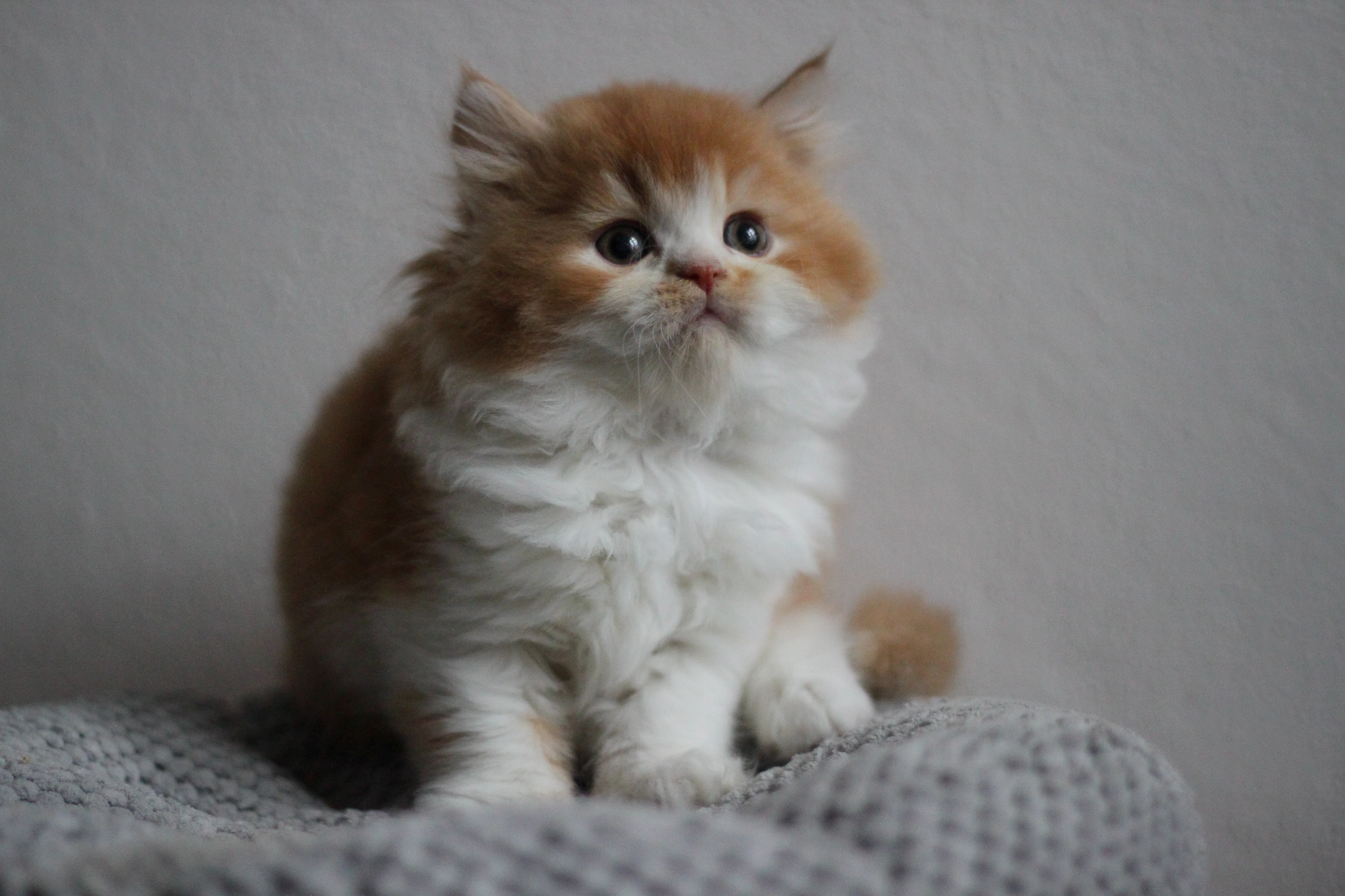 Britský kocourek s PP