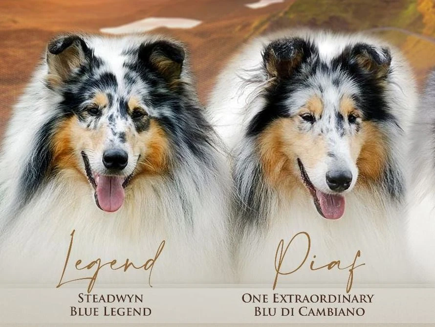 Prodám Kolii dlouhosrstou s PP fena blue merle