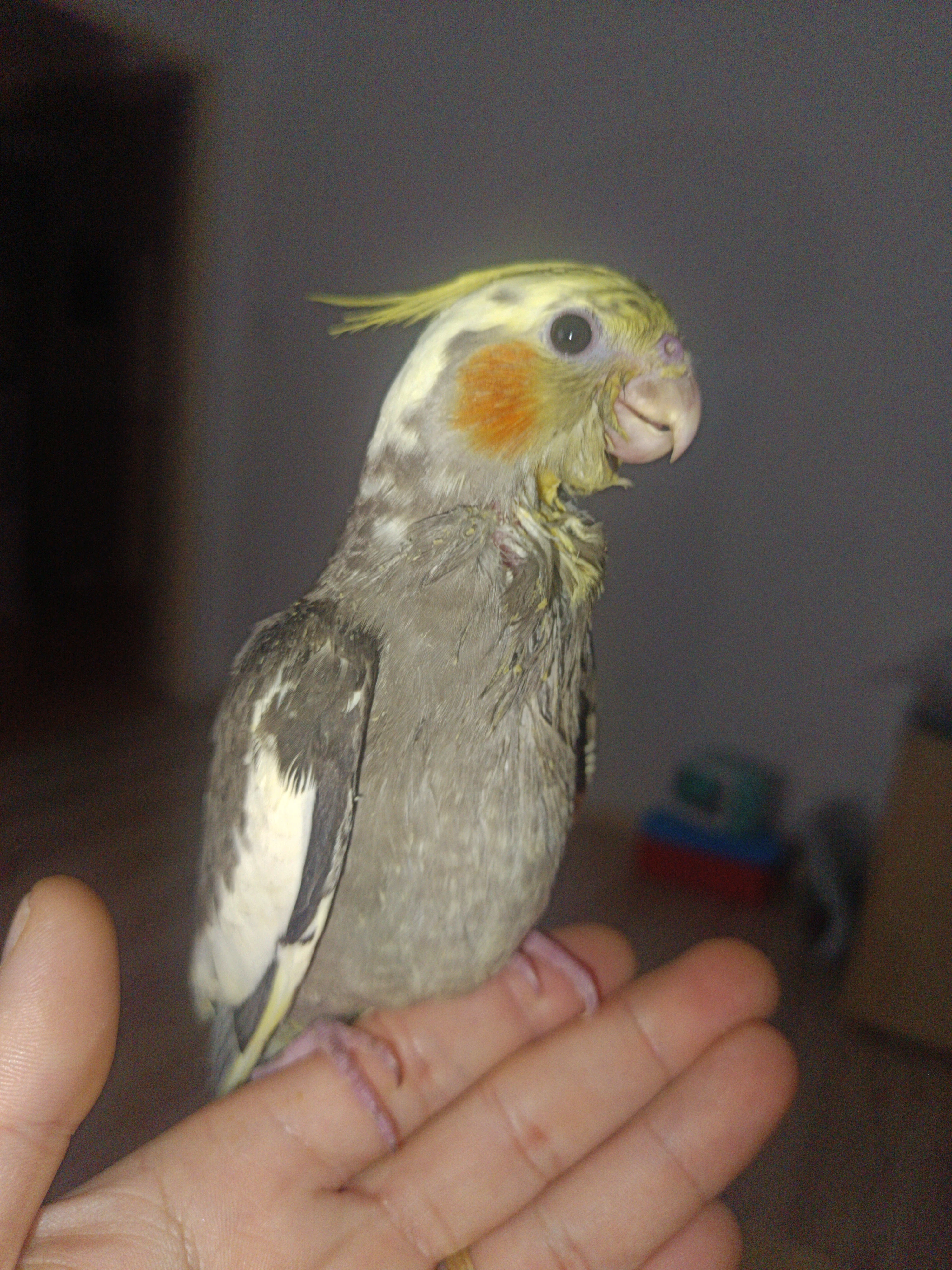 Ručně dokrmena korela