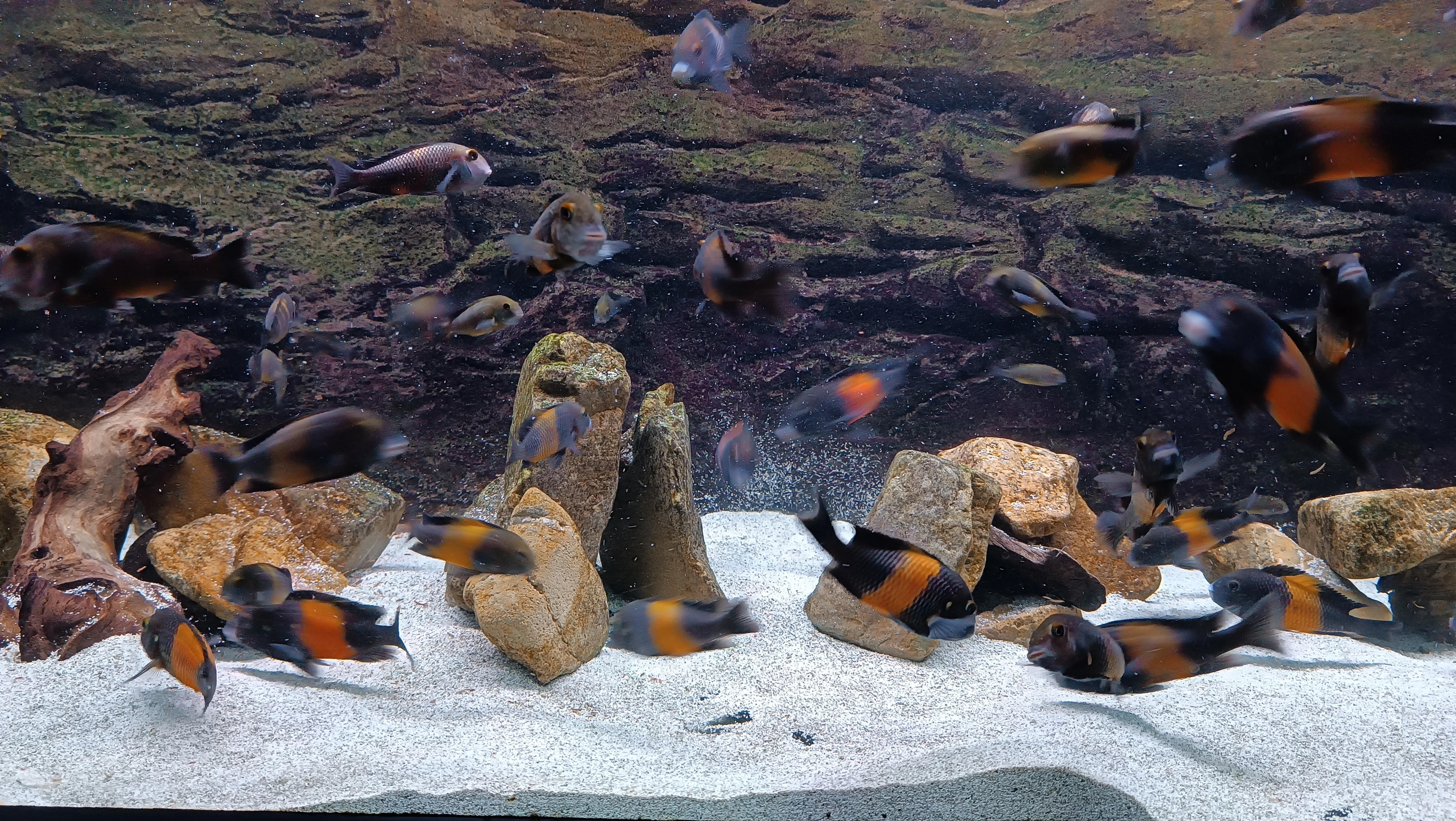 Tropheus Moorii Bemba