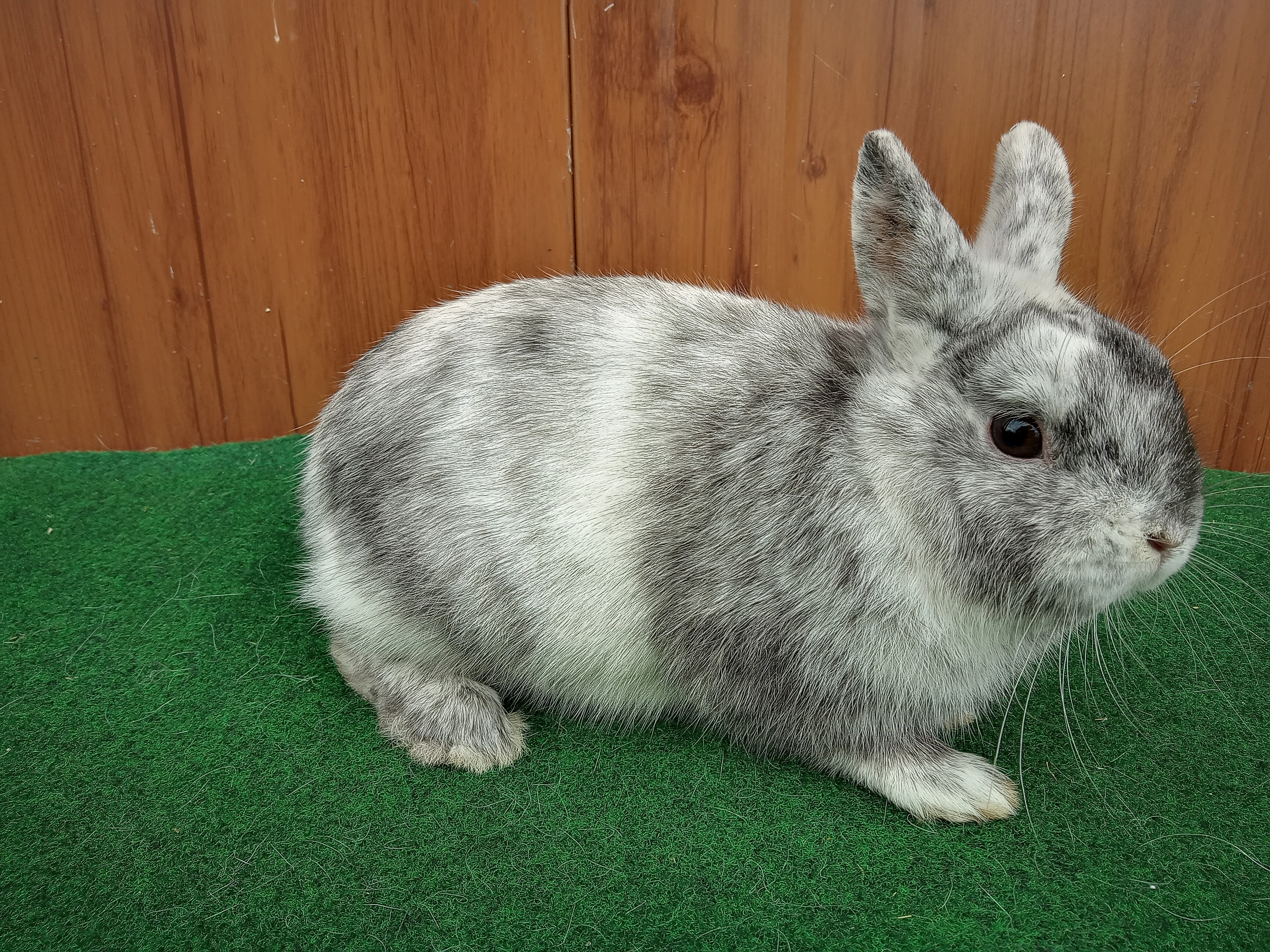 Zakrslý rhönský sameček