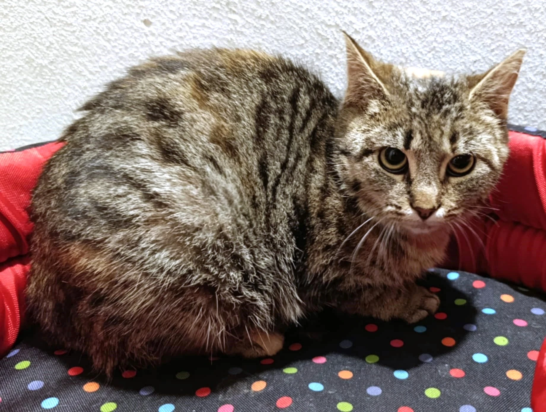 Kočička Edmunda hledá nový domov