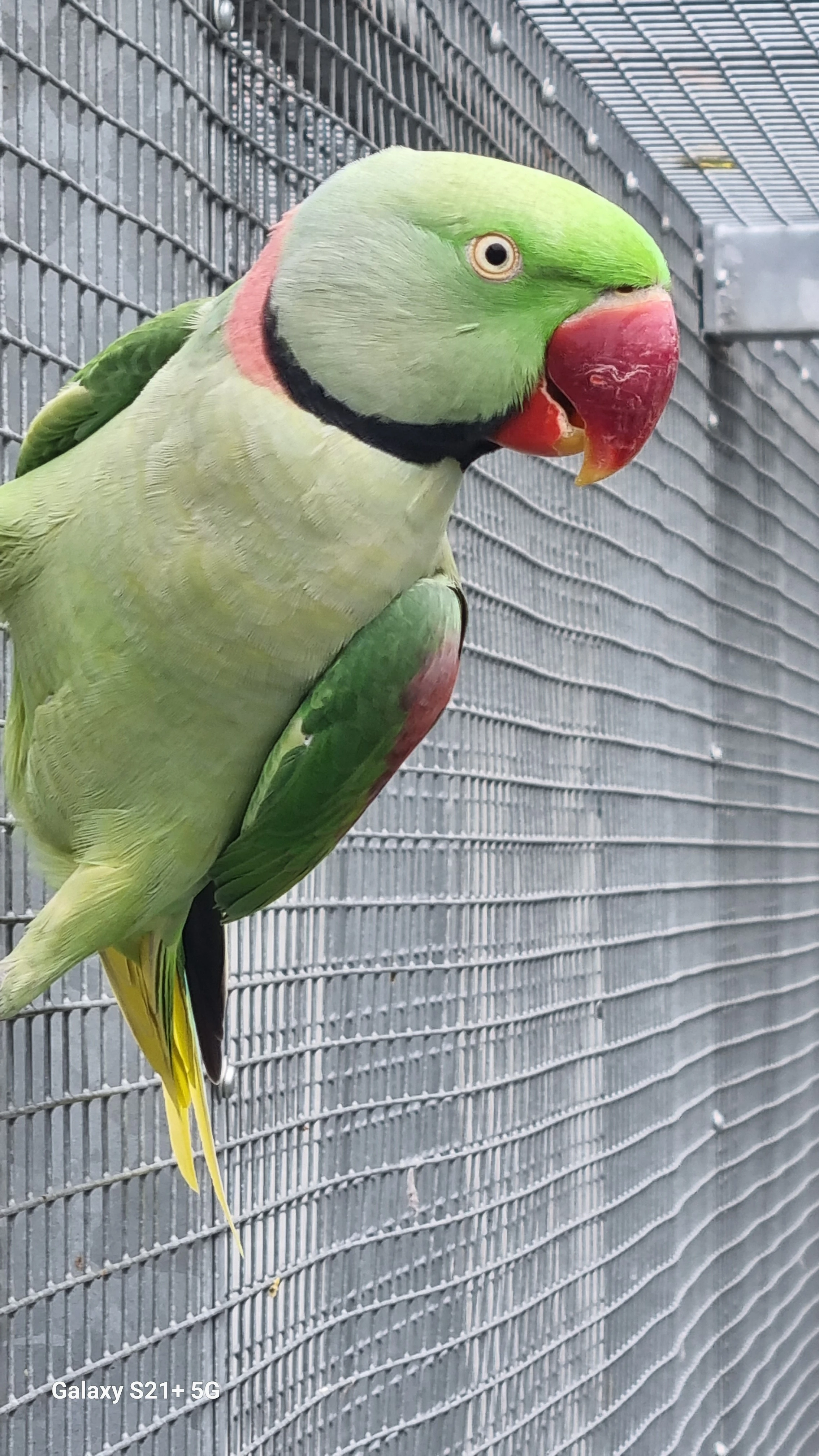 Alexandr velký  štěpitelný na modrou