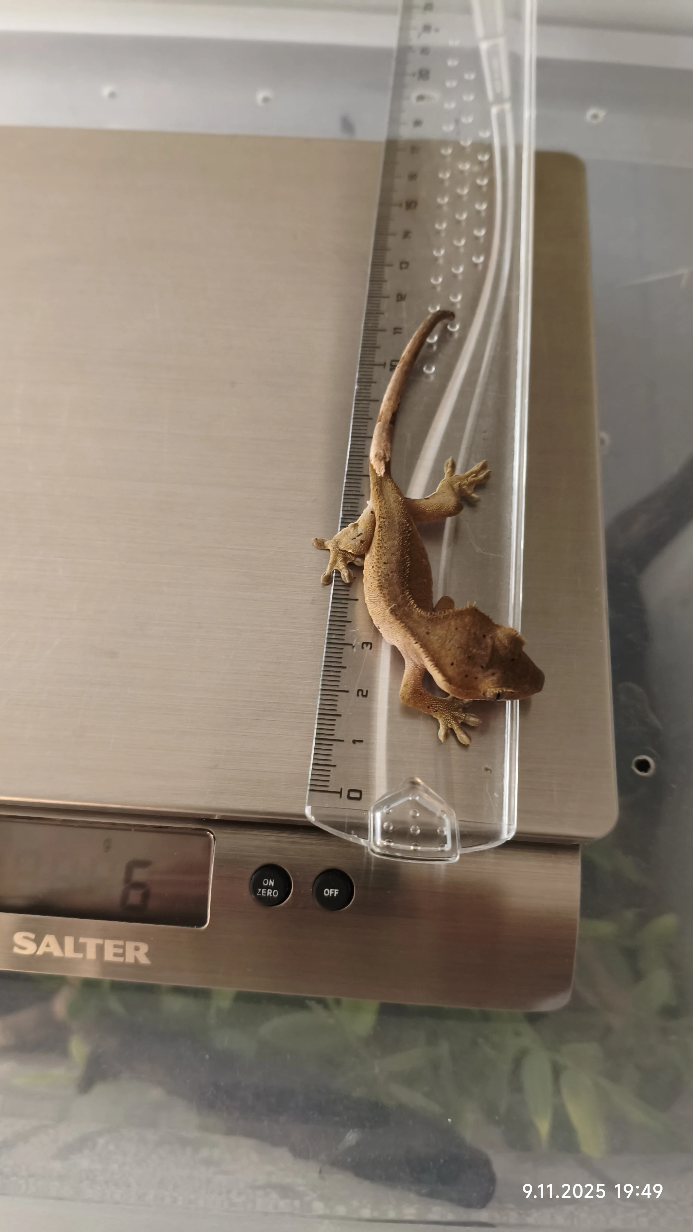 Pagekon řasnatý - mláďata na prodej