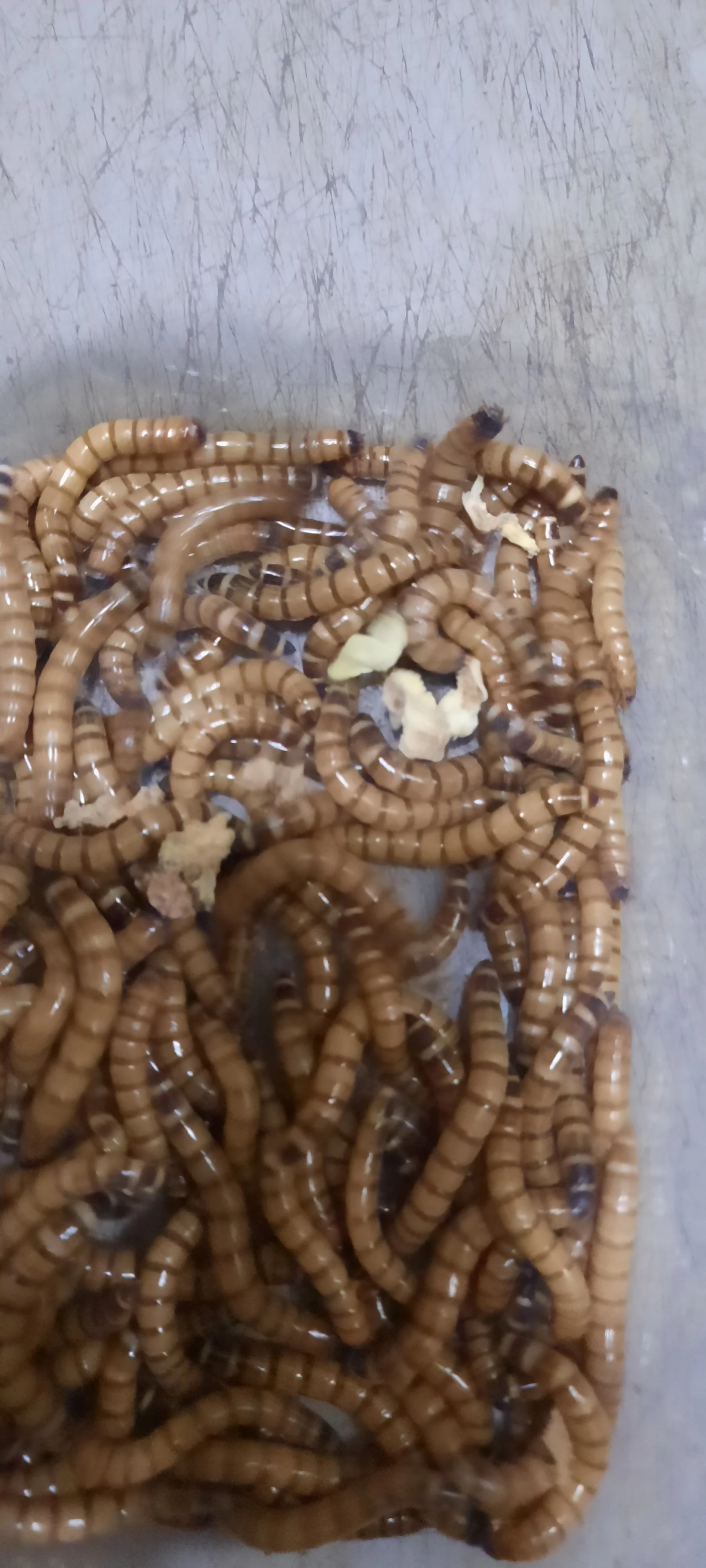 Nabízím přebytky krmného hmyzu a hlodavců