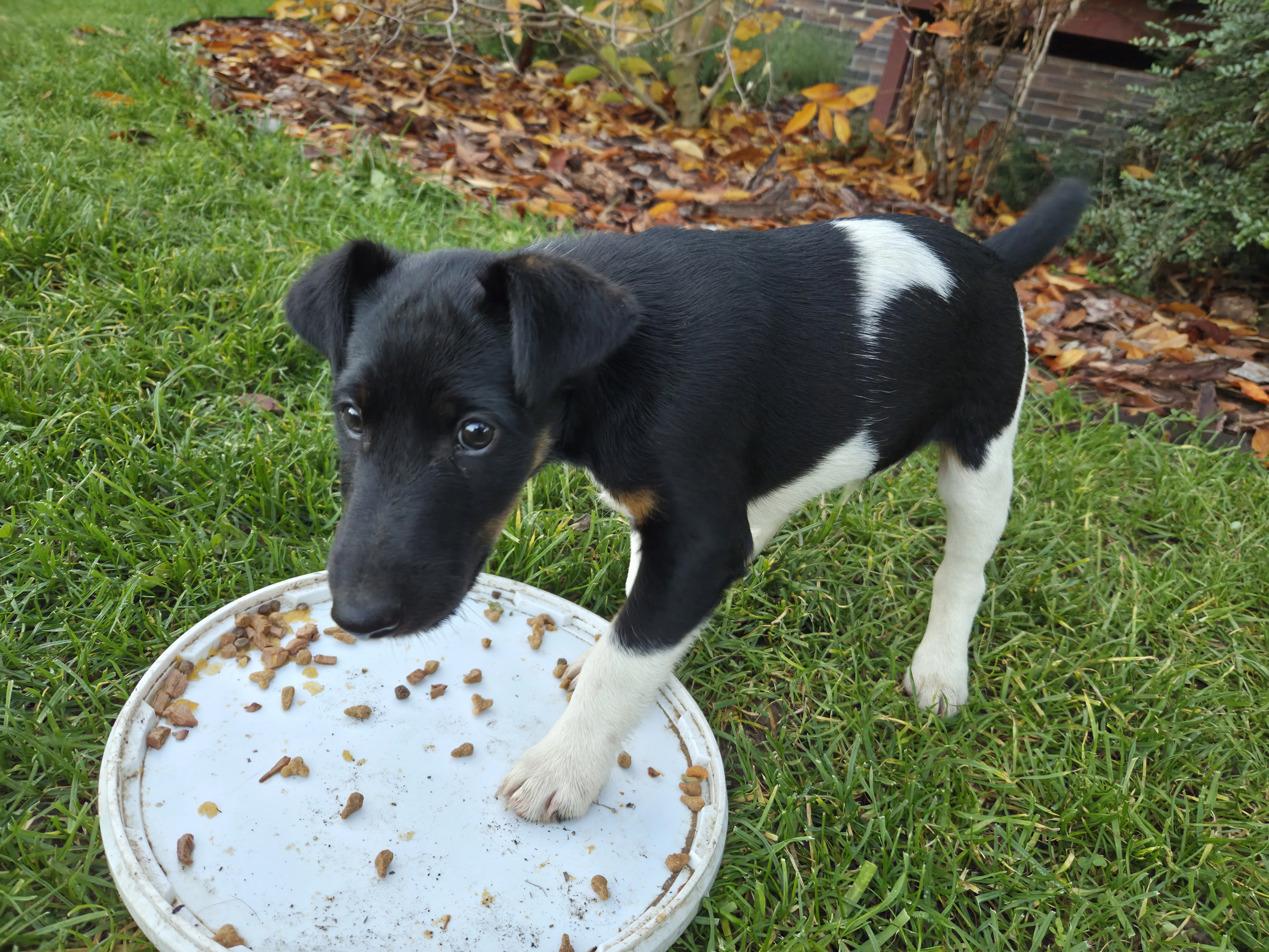 Hladkosrstý foxteriér