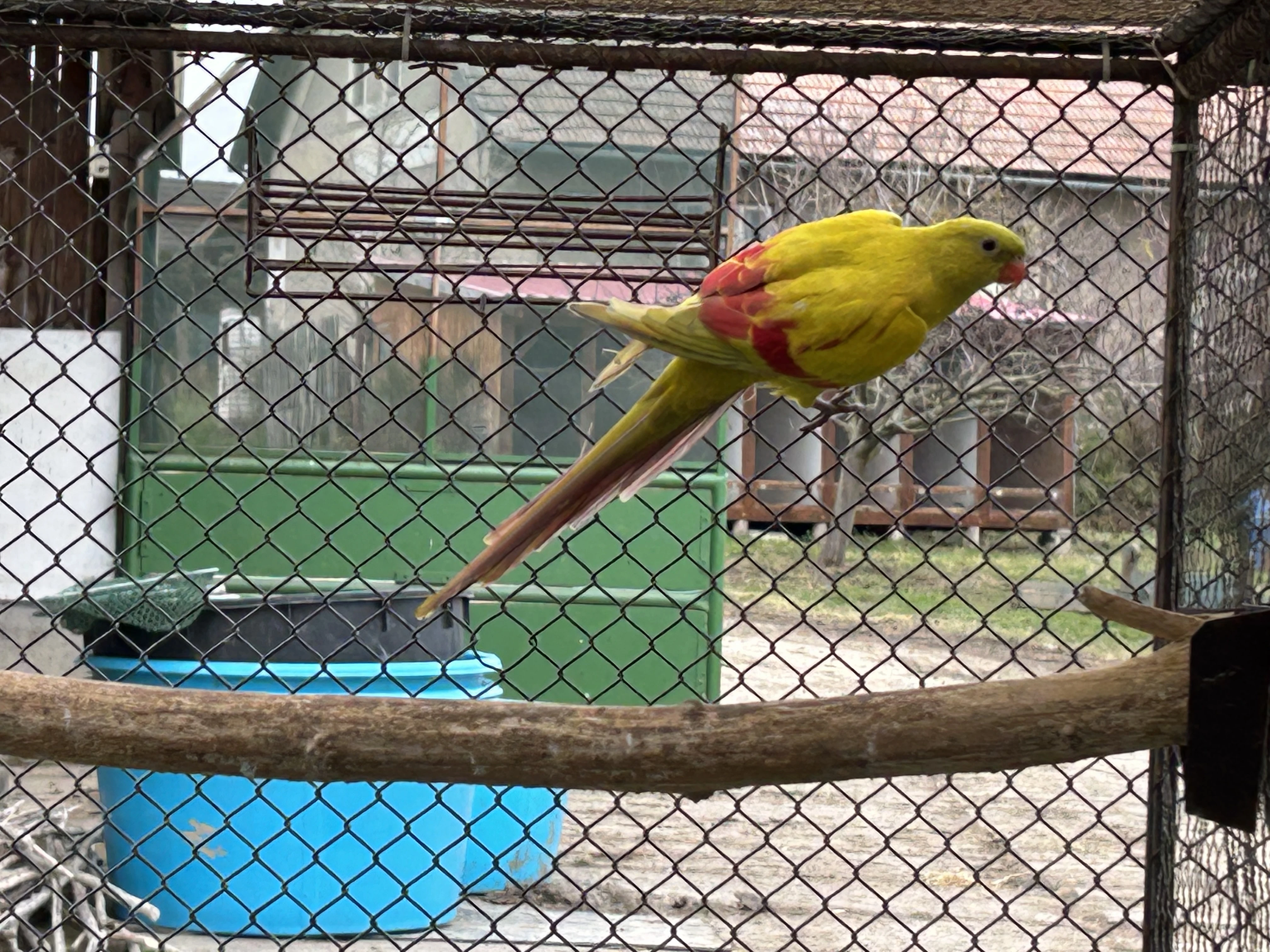 Papoušek horský pastel