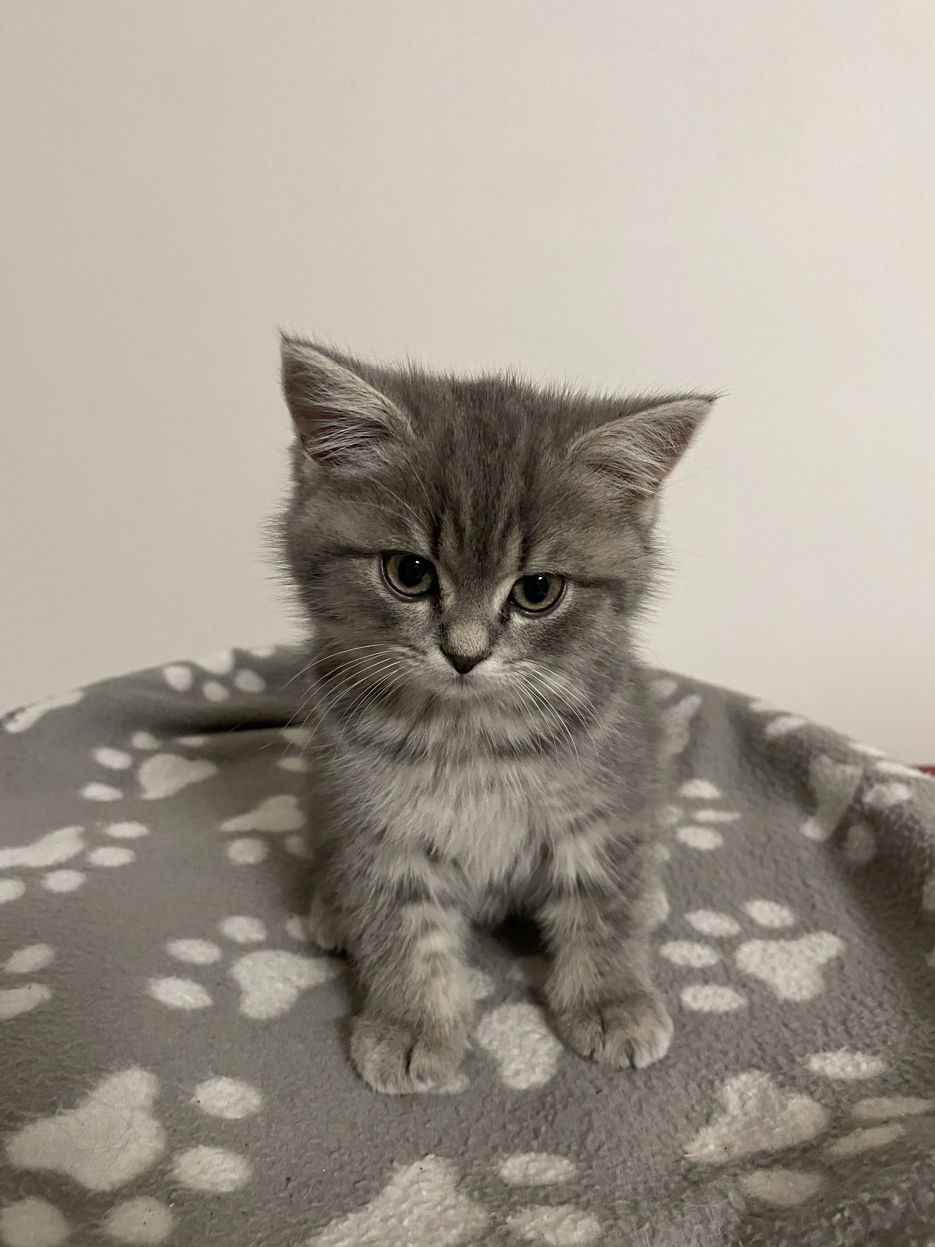 Koťátko bez PP (kočička tmavá)