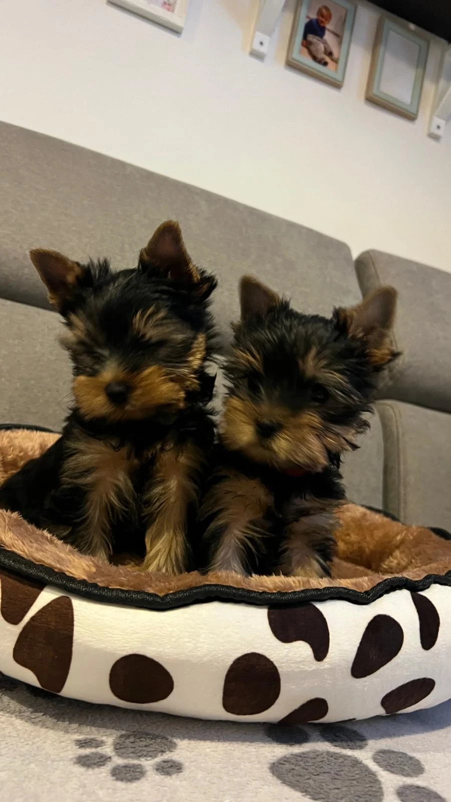 Yorkšírský terier