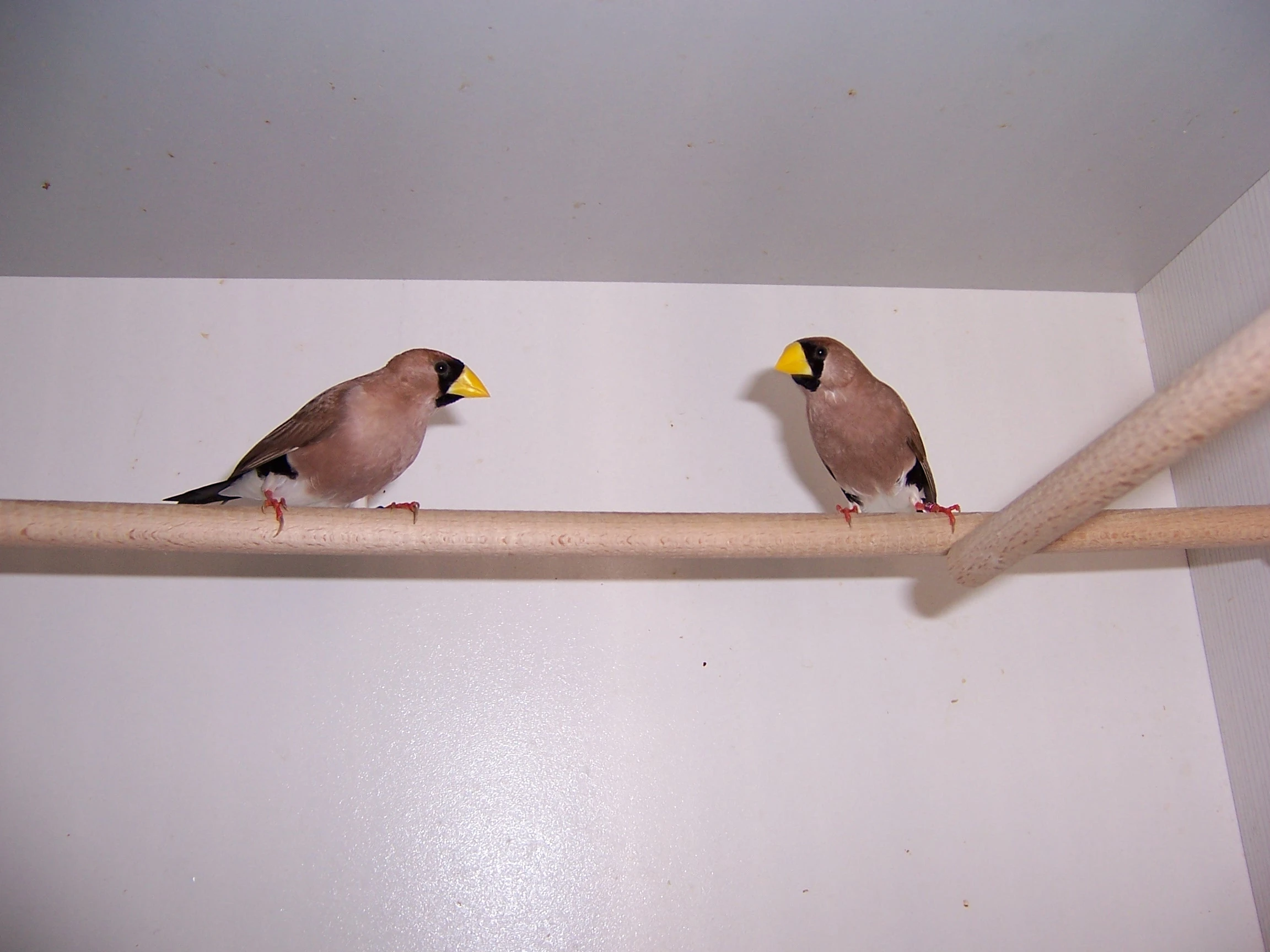 Pásovník škraboškový