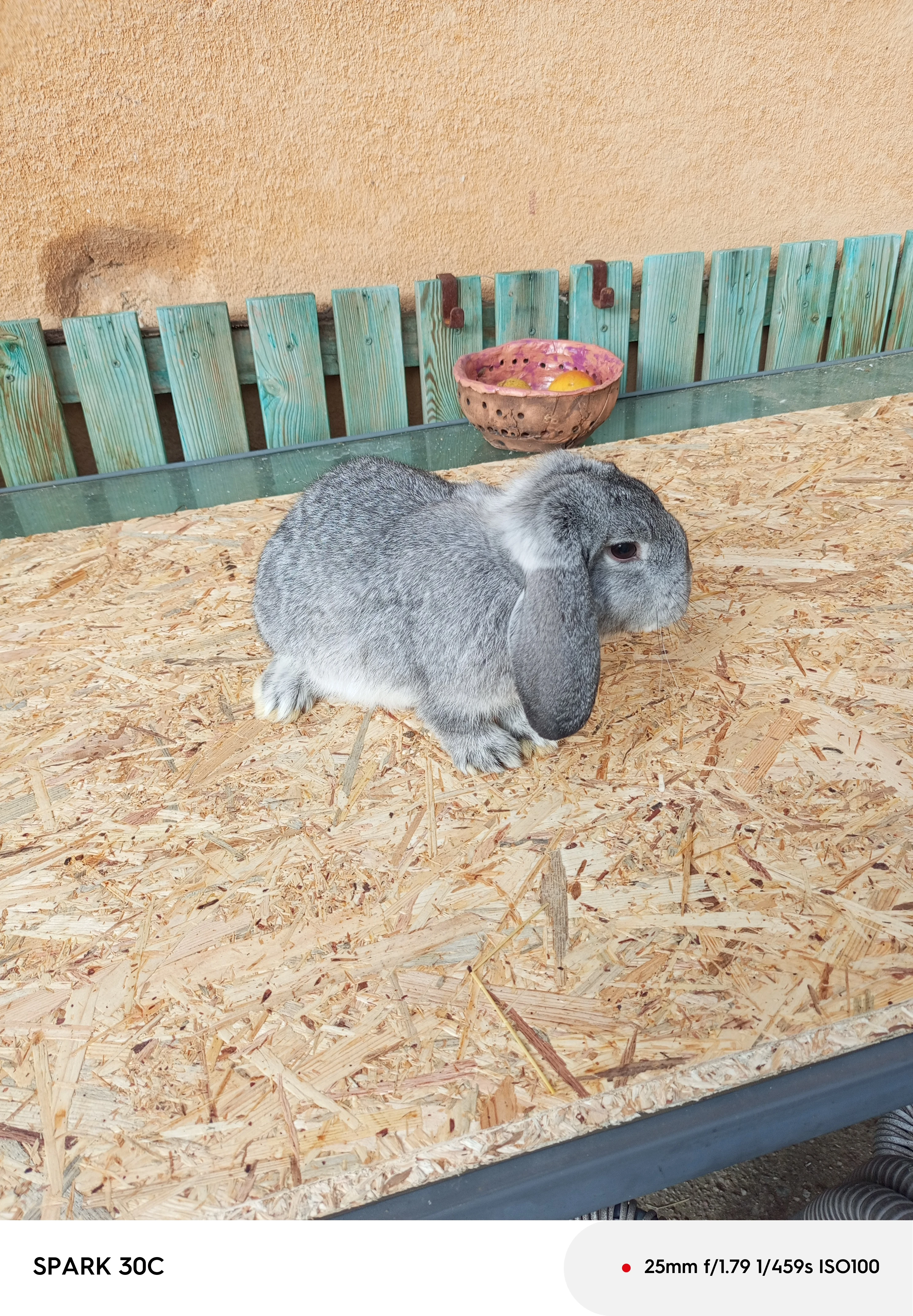 Prodám Zakrslé berany činčilové