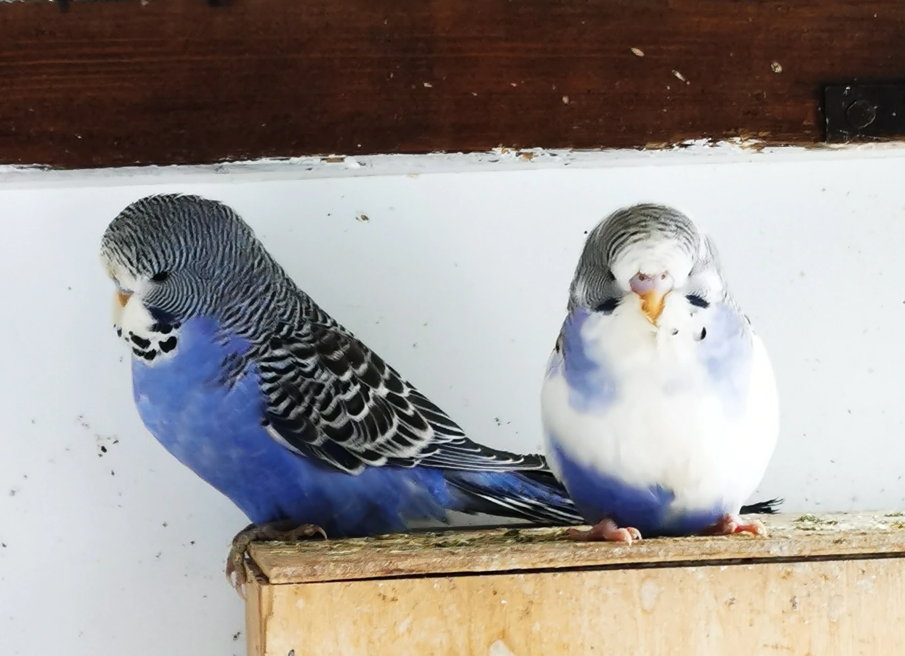 Andulka vlnkovaná 2025 po výstavních rodičích