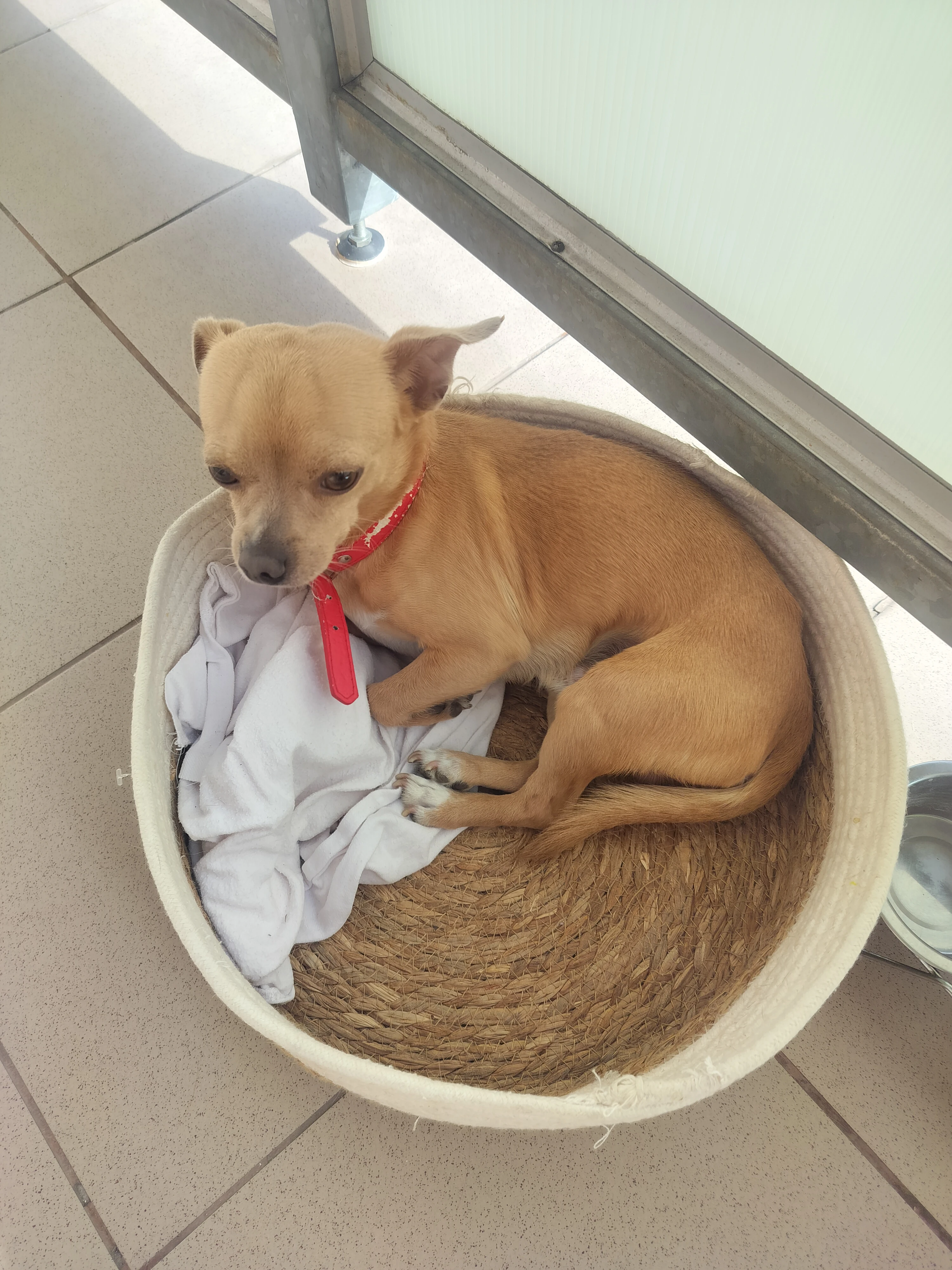 Krátkosrstá čivava Jerry