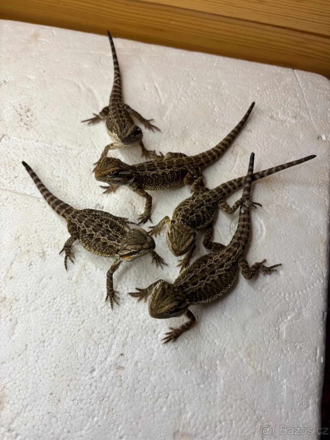 Prodám agamu vousatou