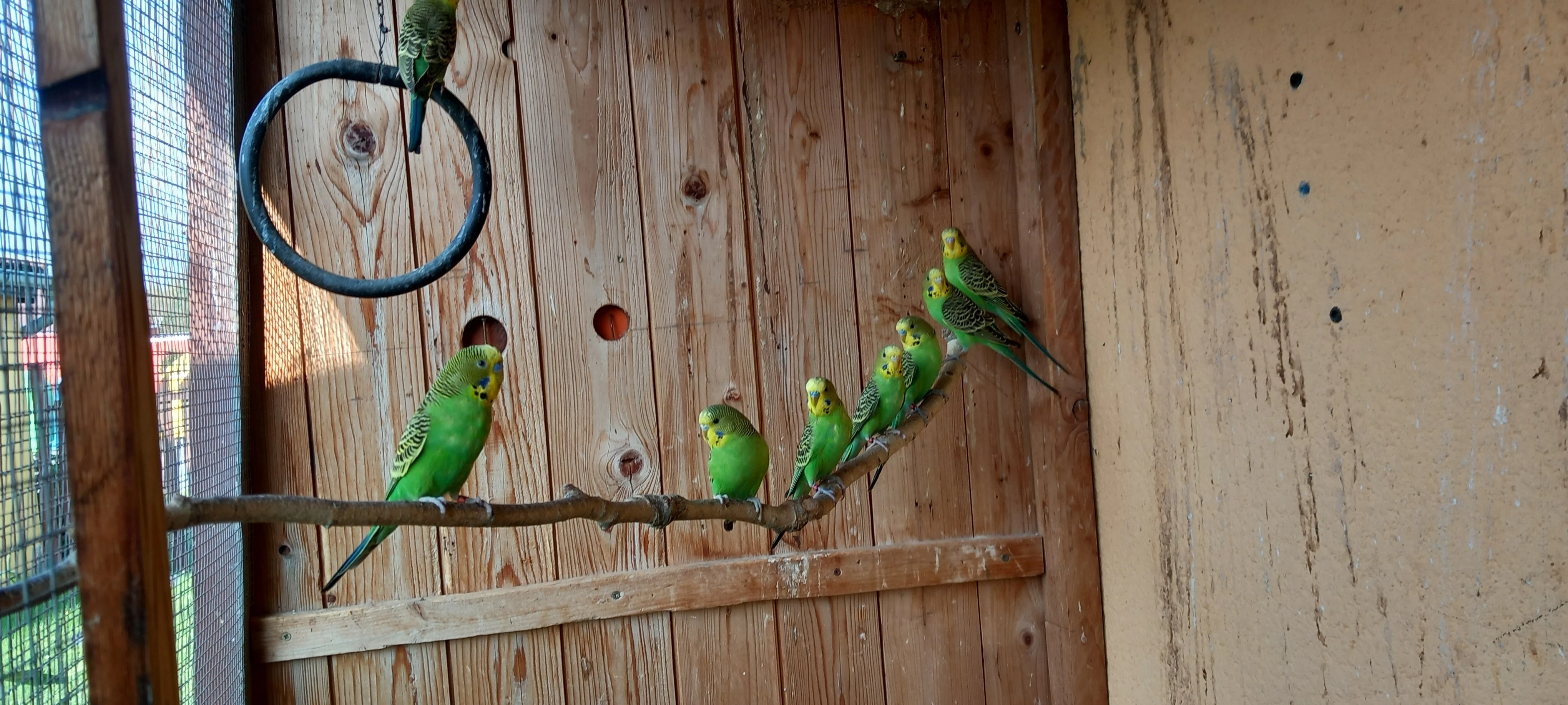 Prodám letošní přírodní andulky