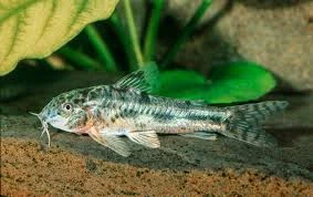 Pancéřníček C125 - Aspidoras spilotus