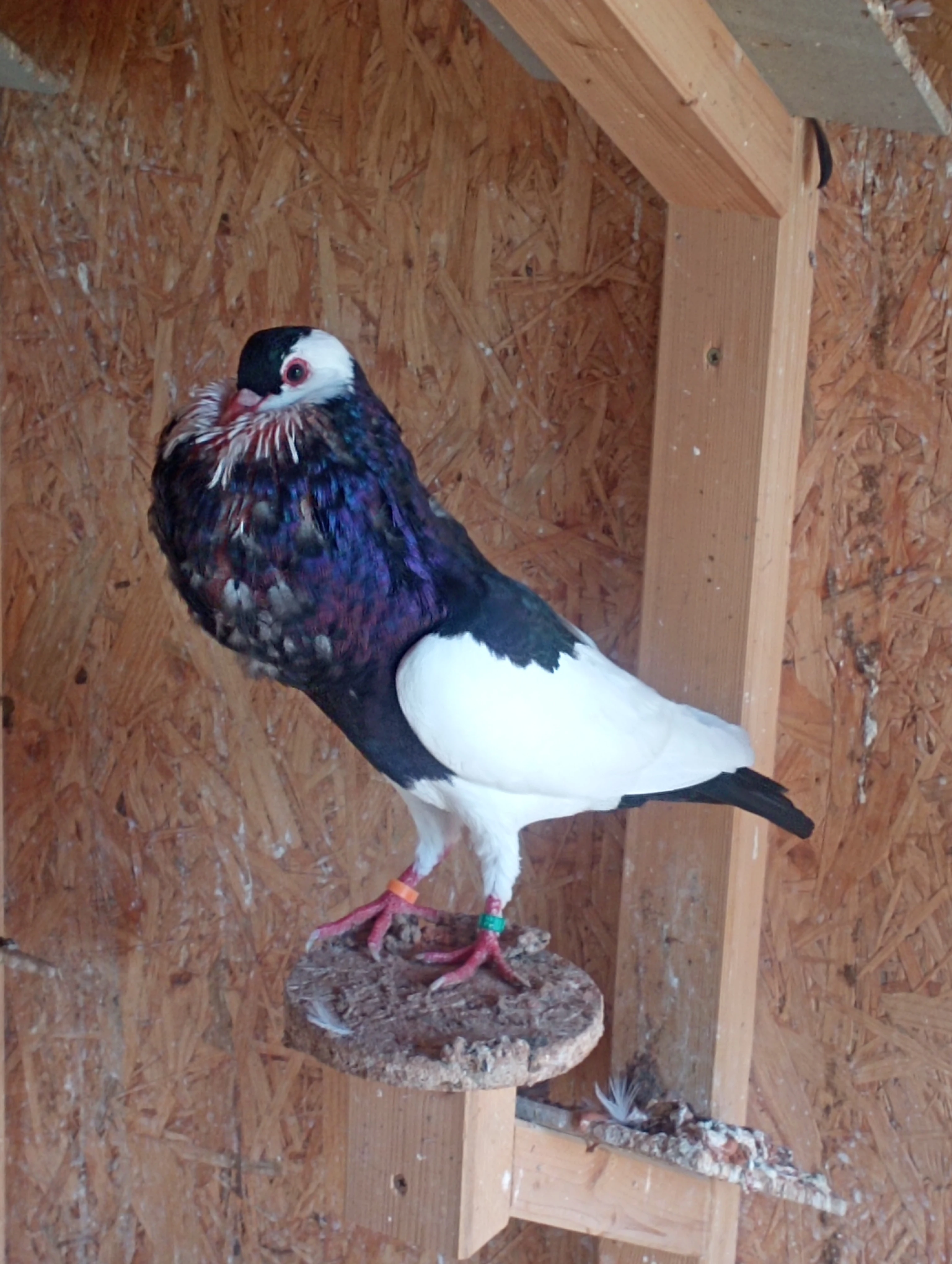 Český stavak černý sedlaty- prodam