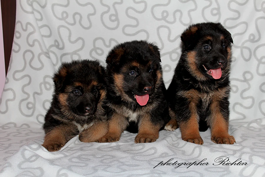 Štěňátka německého ovčáka s průkazem původu