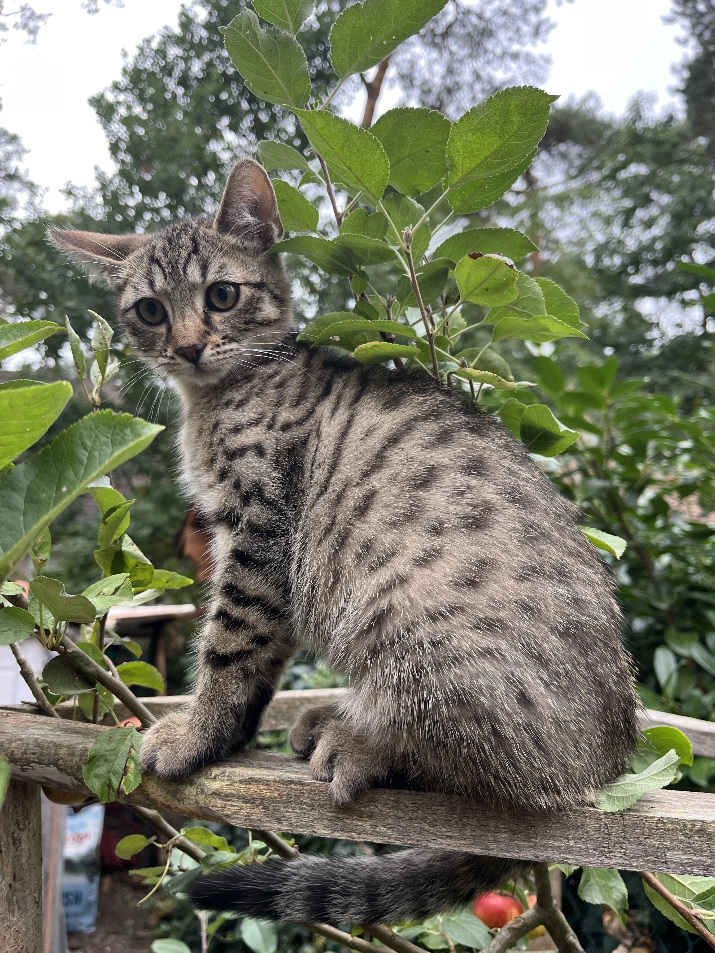 Kotě, kříženec bengálské kočky