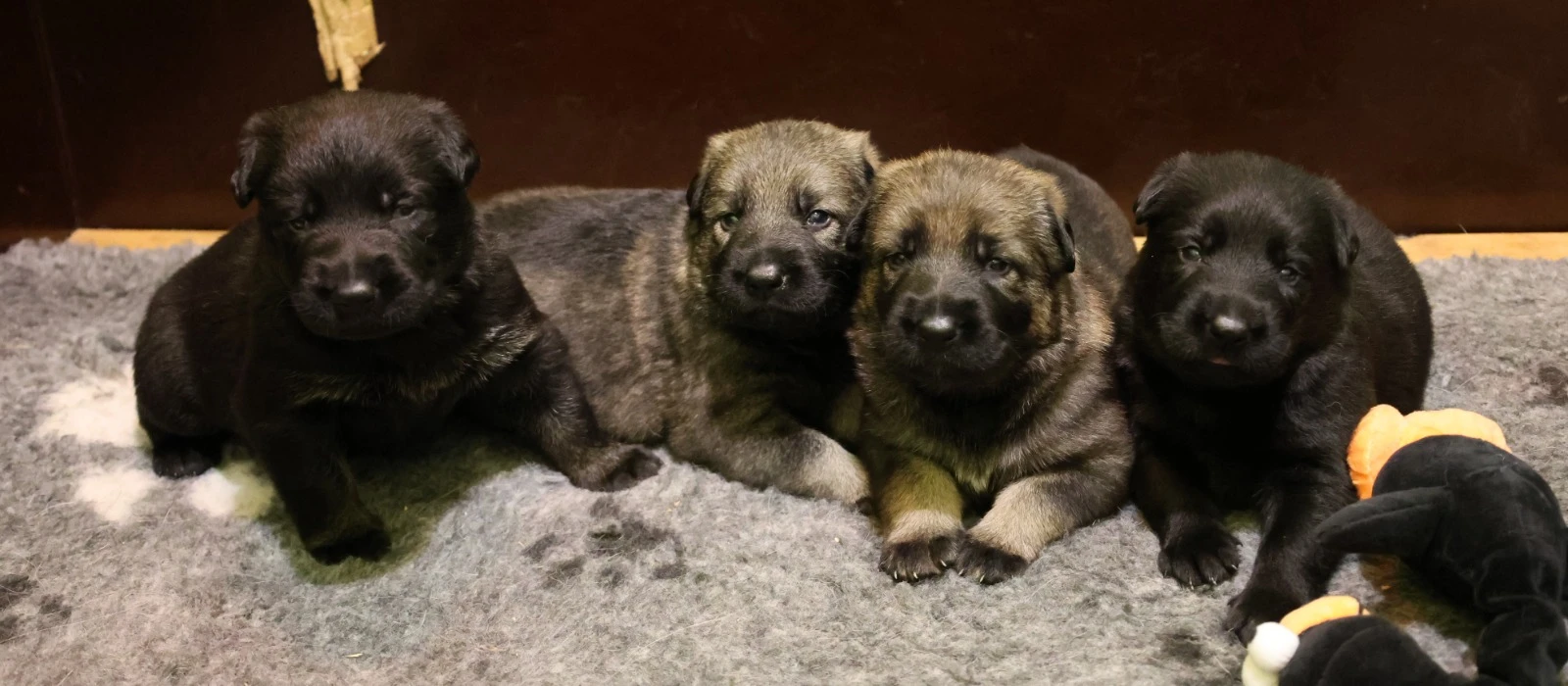 Německý ovčák štěňata s PP