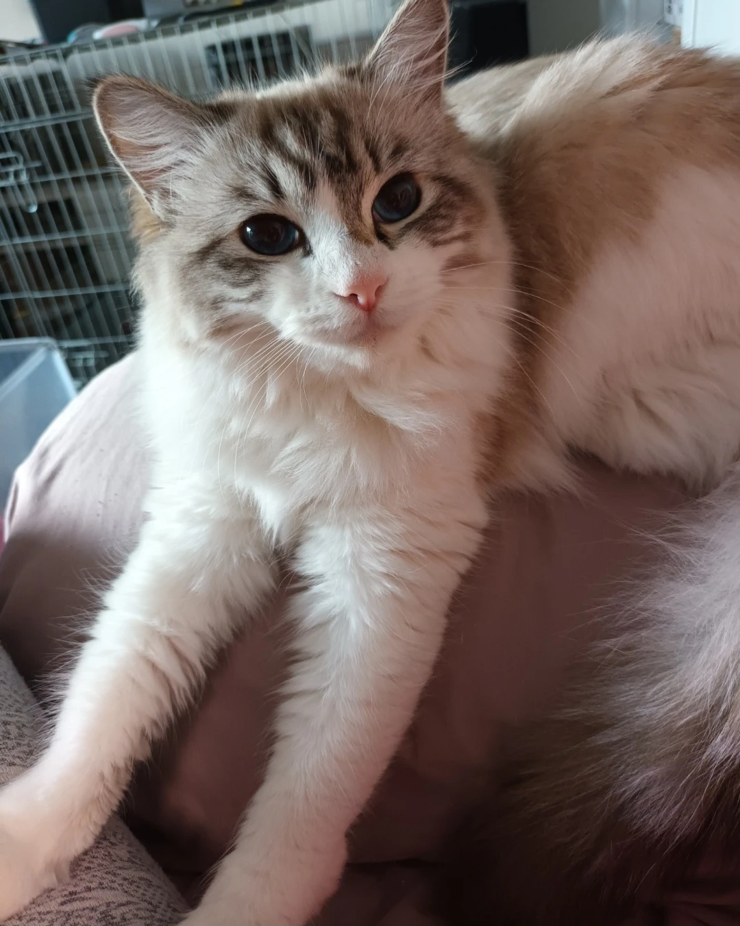 Kočičky ragdoll s PP