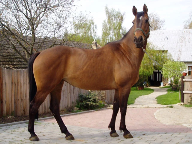 Hledá se obyčejná ženská od koní