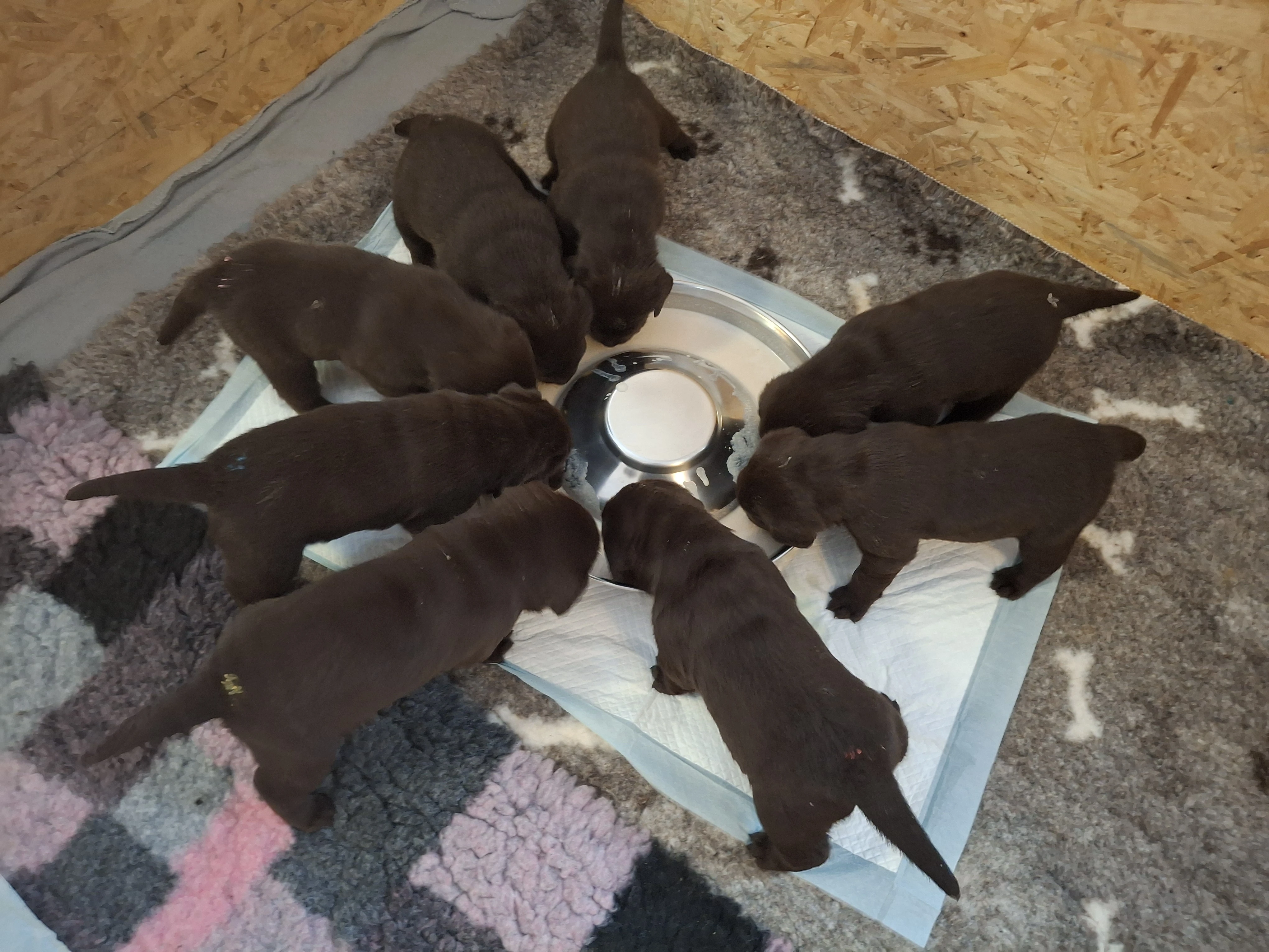 Nabízíme dva chlapečky a jednu holčičku čokoládového zbarvení Rare Rumi Pražský