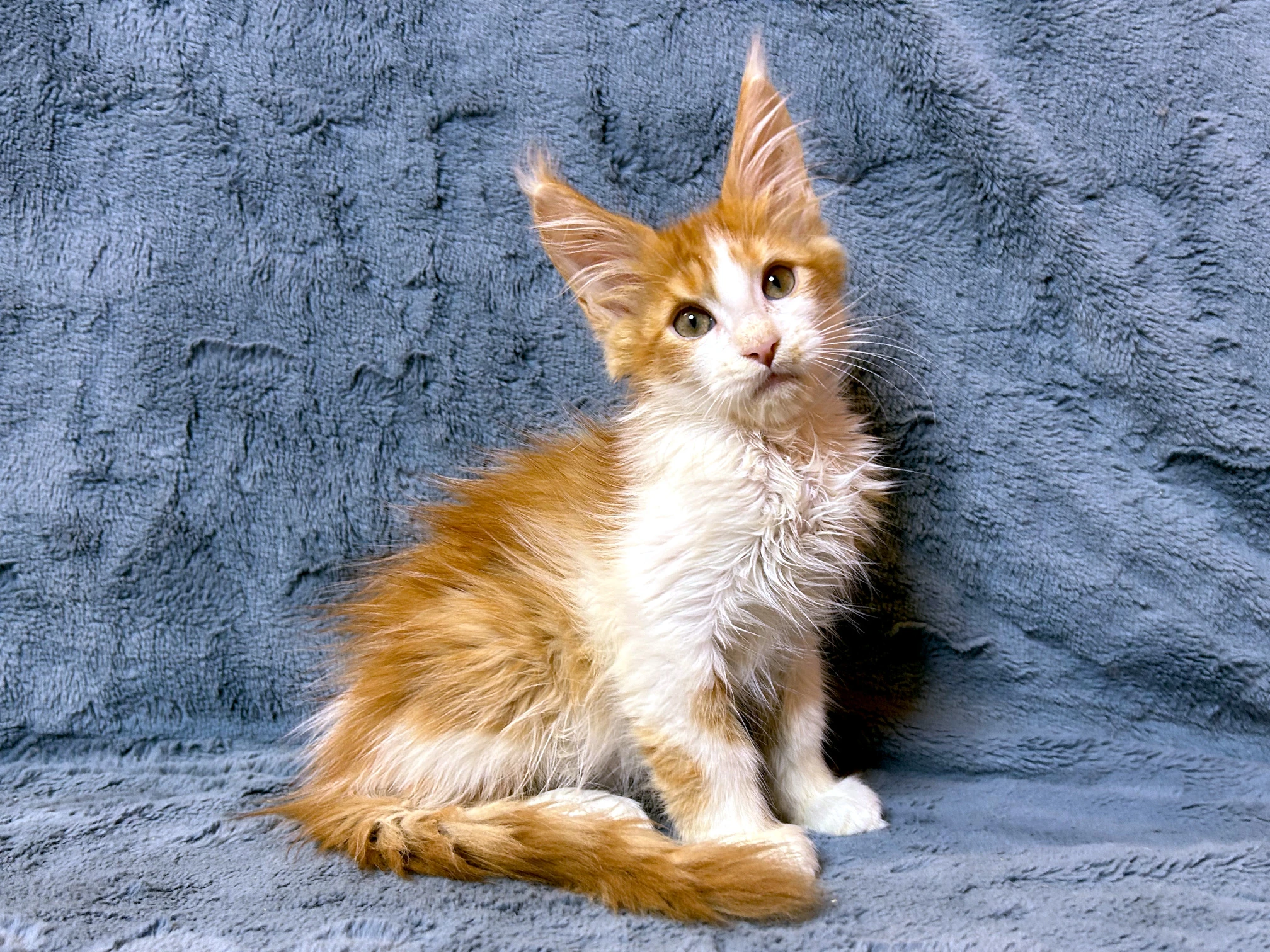 Mainská mývalí - kocourek s PP