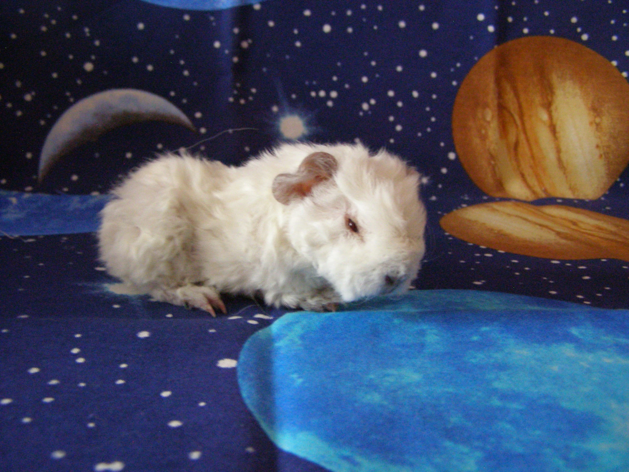 Morče,morčata Peruánec-Lunkarya z Registrované Chs