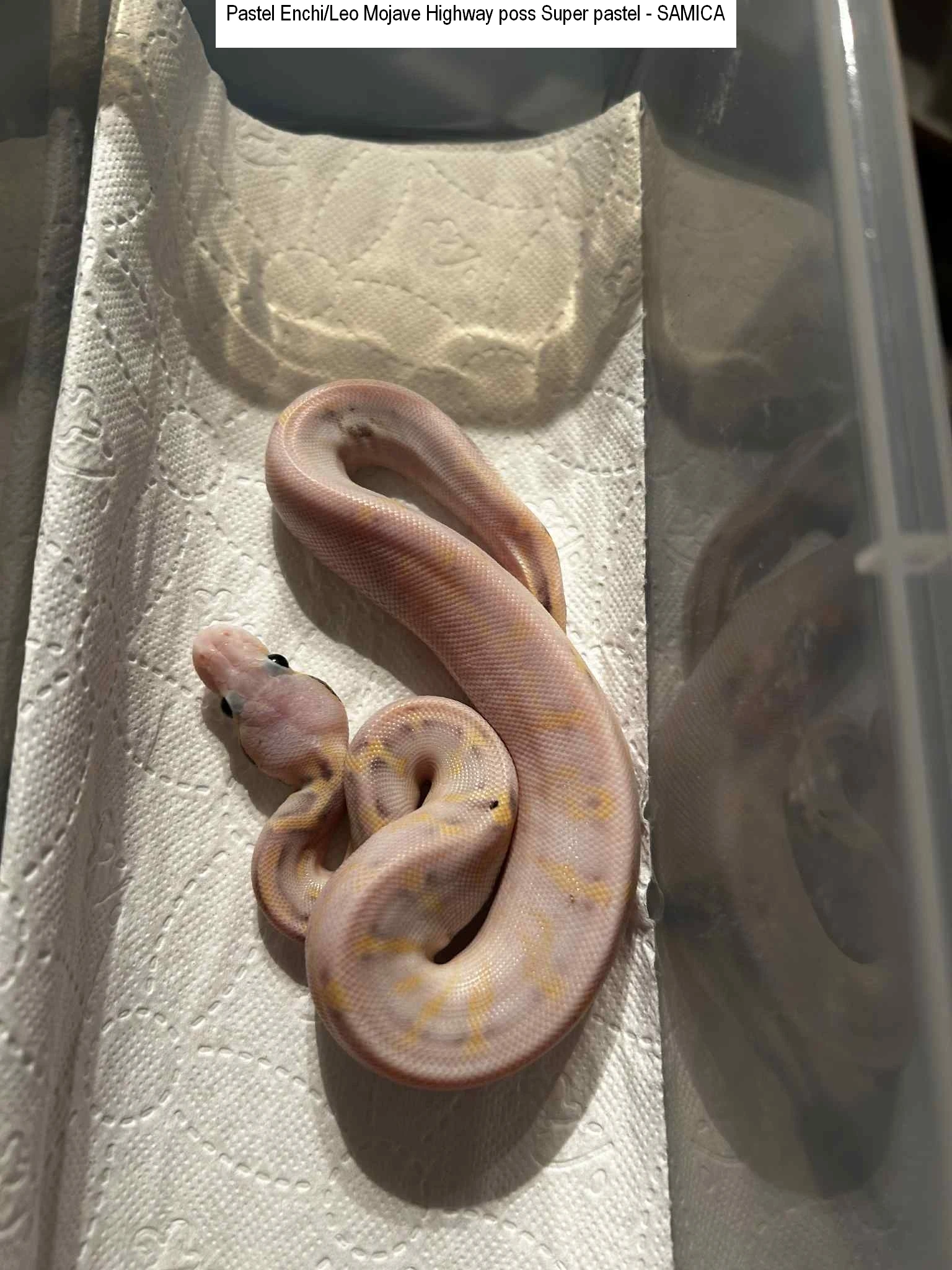 Python regius Ostrava 14/12