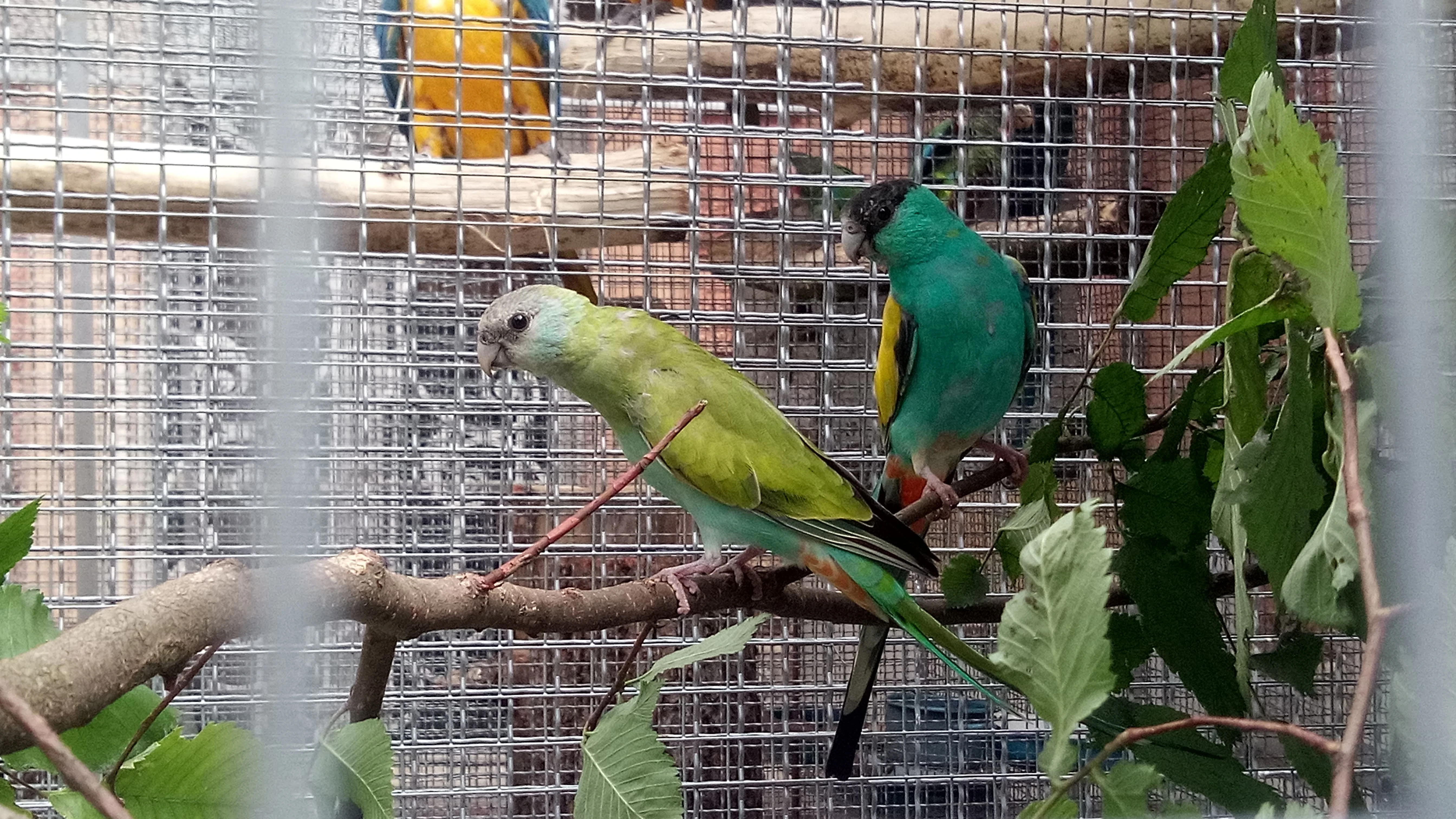 Psephotus dissimilis - žlutokŕídlý. Samec.