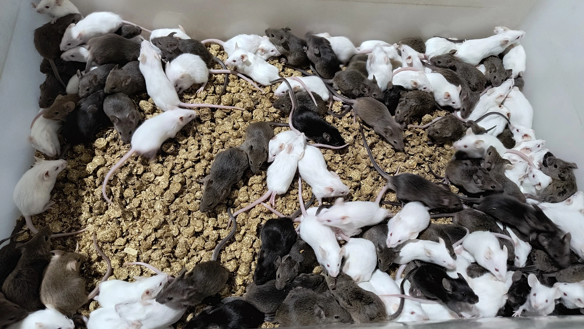 Mražené krmivo - myši - stálá nabídka