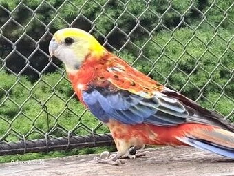 Rozela žltohlava opalín