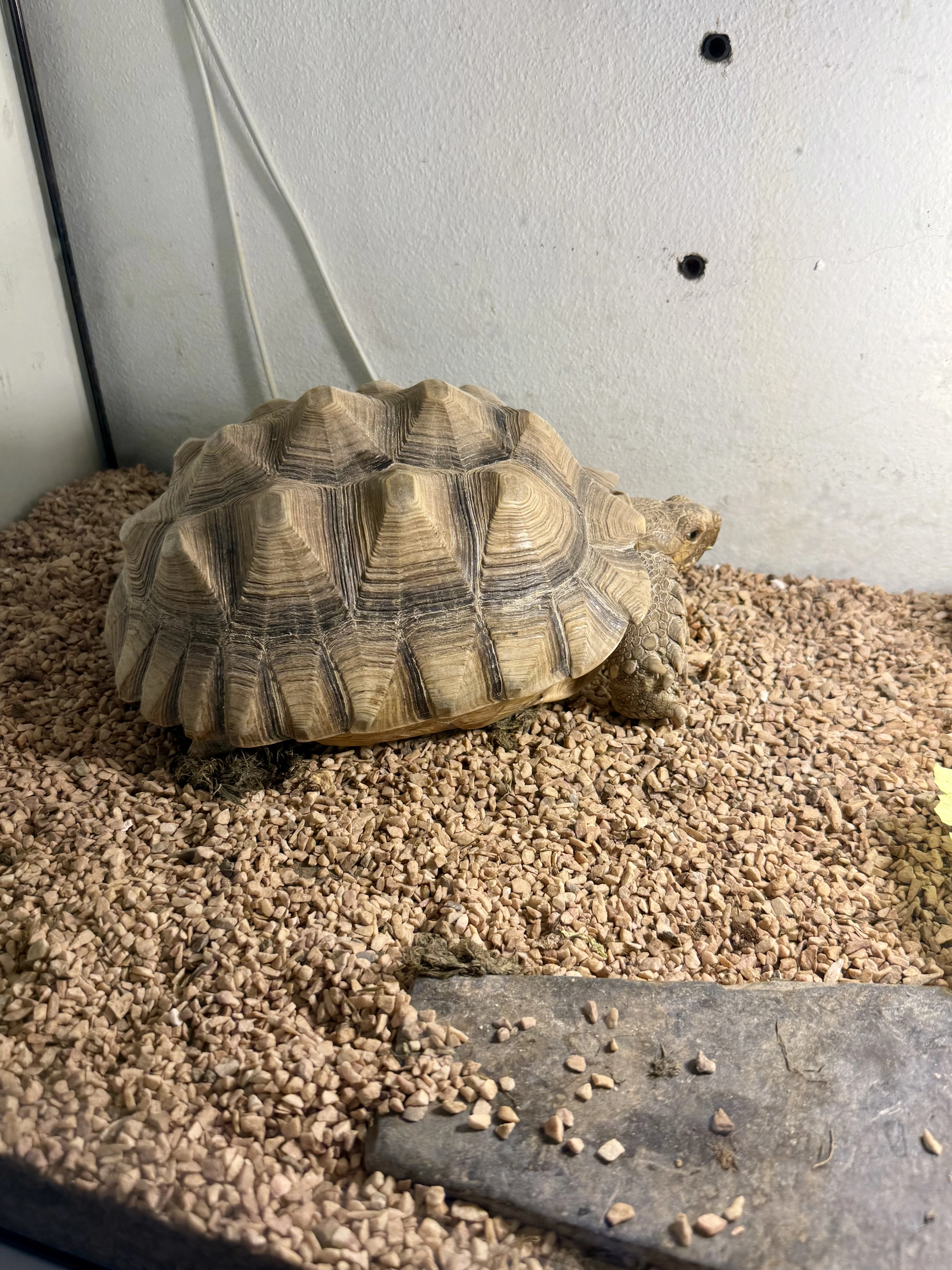 Želva ostruhatá/sulcata - Prodám