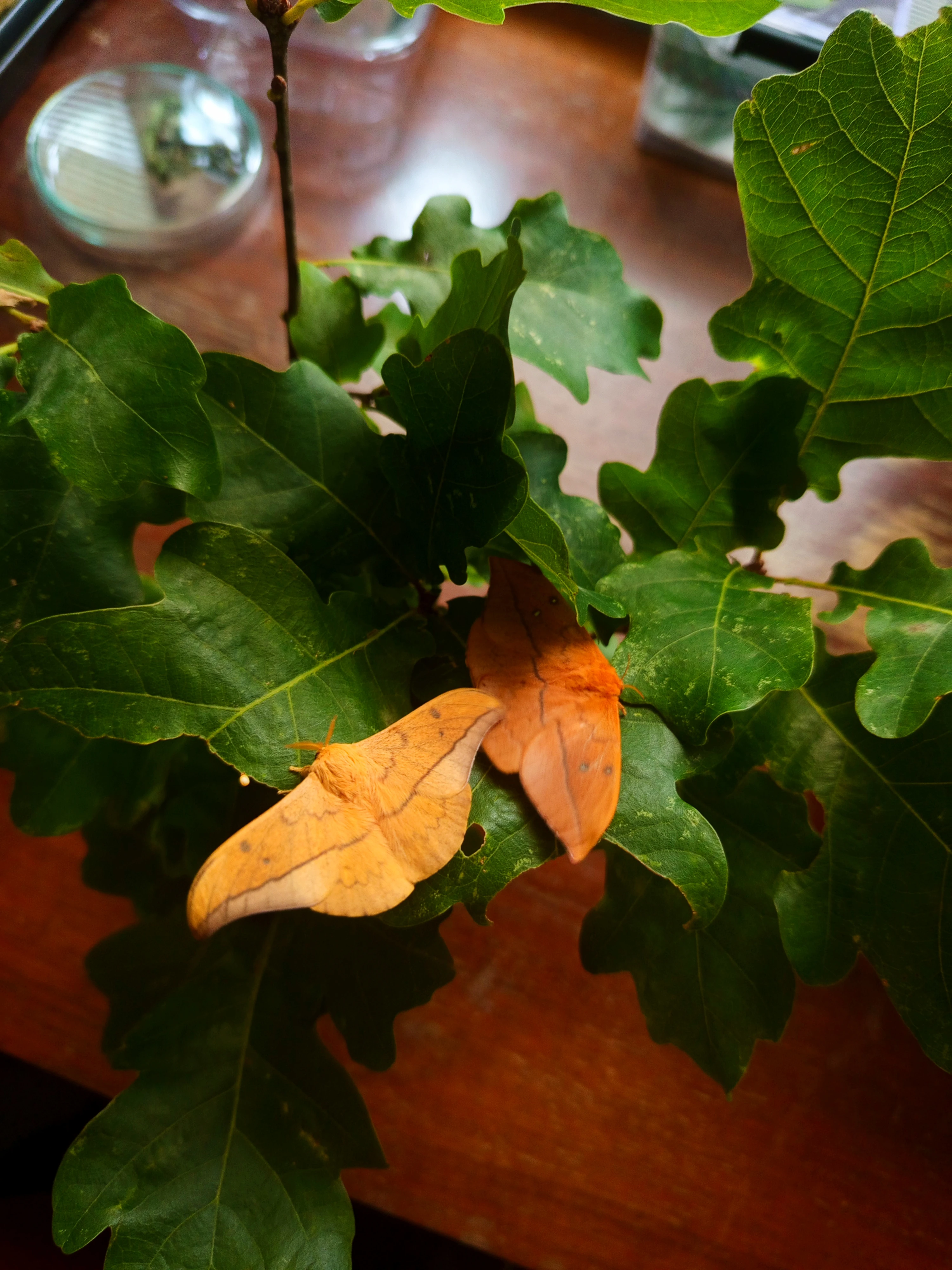 Cricula trifenestrata