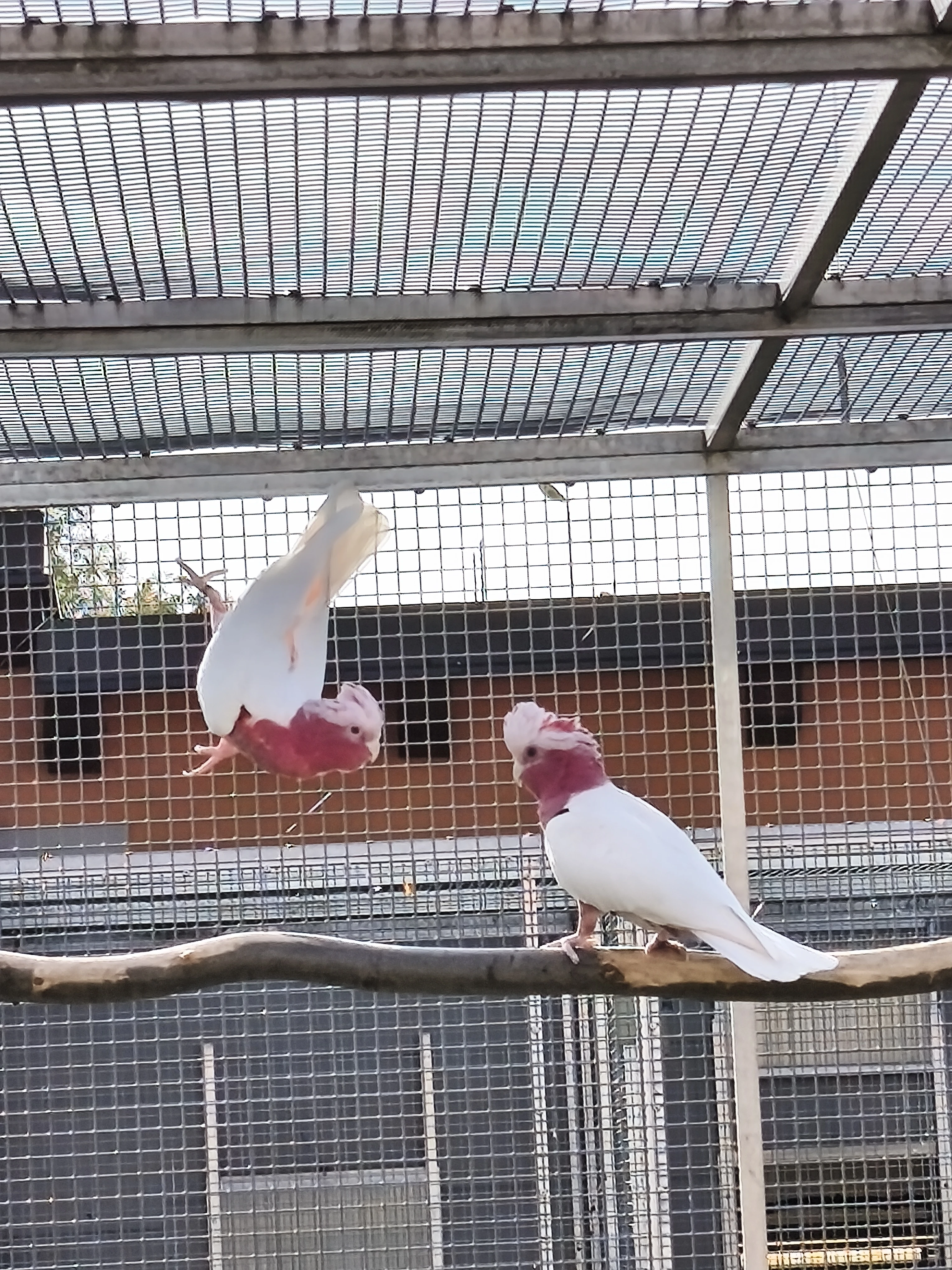 1,1 kakadu růžový lutino.