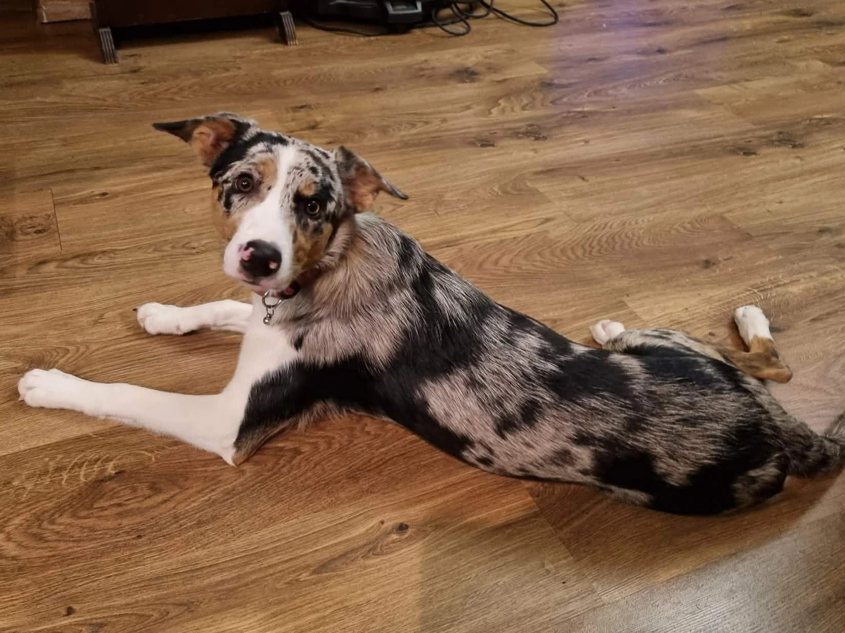 Border kolie s PP (s rodokmenem)