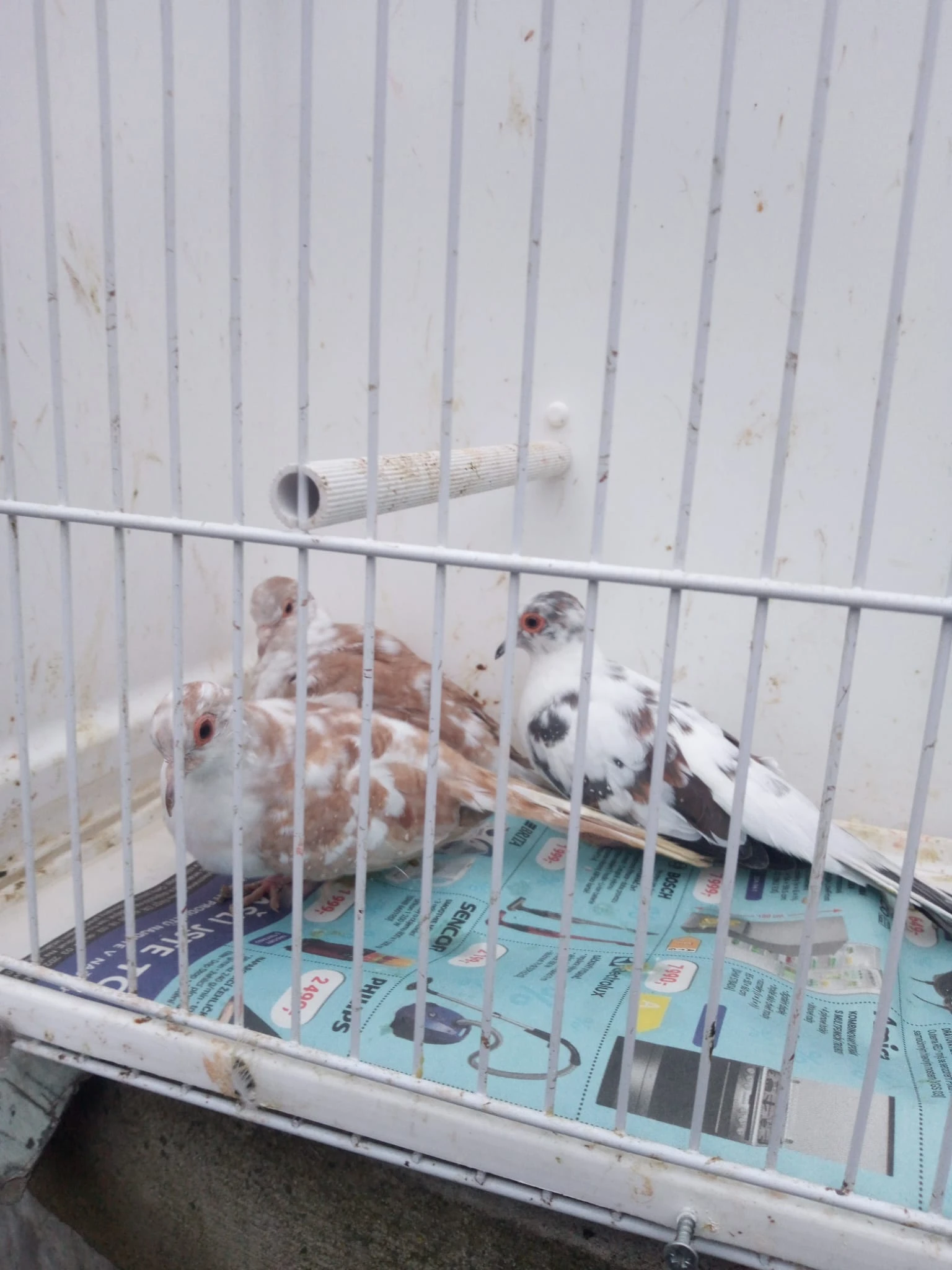 Holoubek diamantový - straky