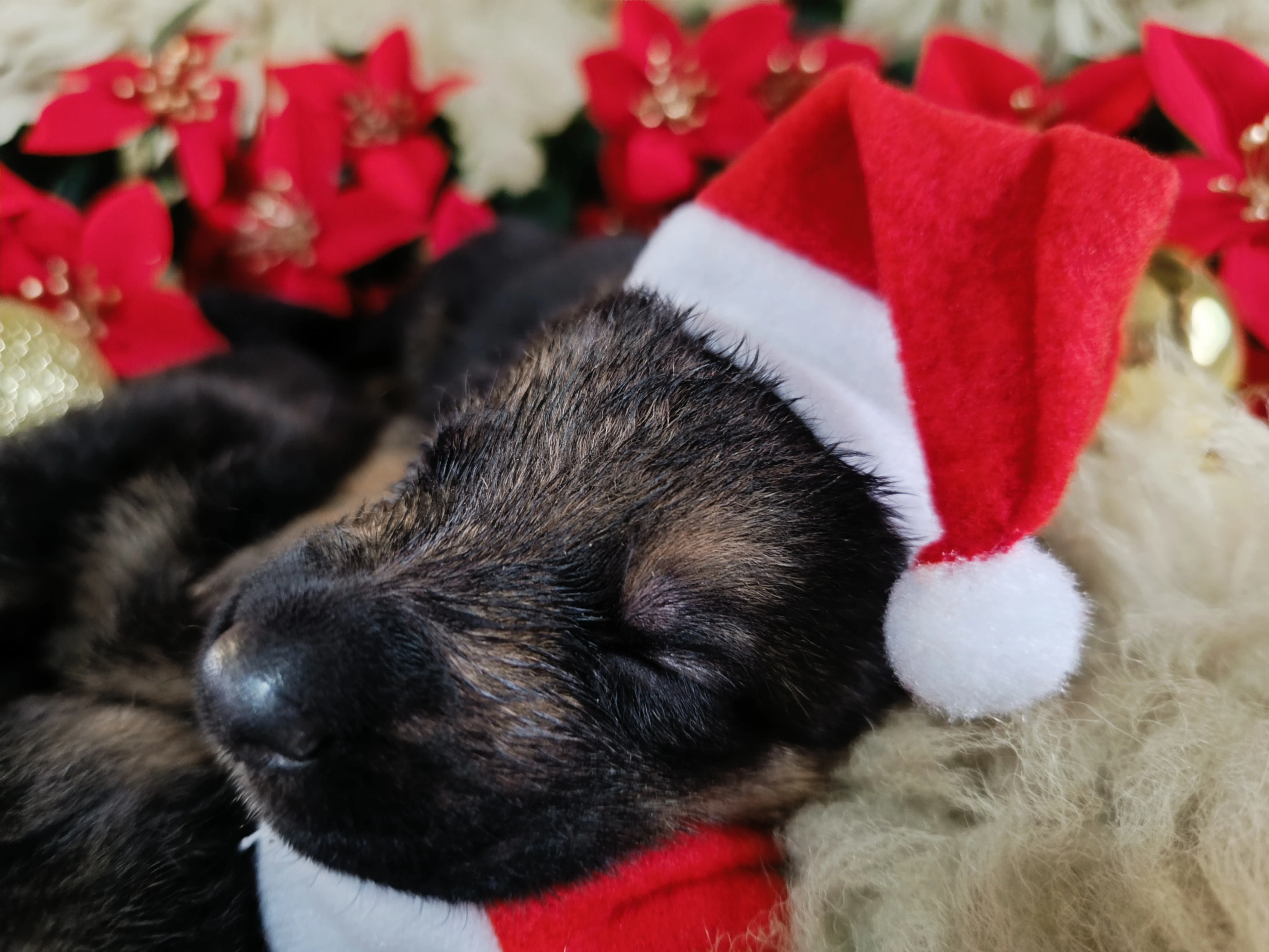 Štěňátka německého ovčáka typu rex