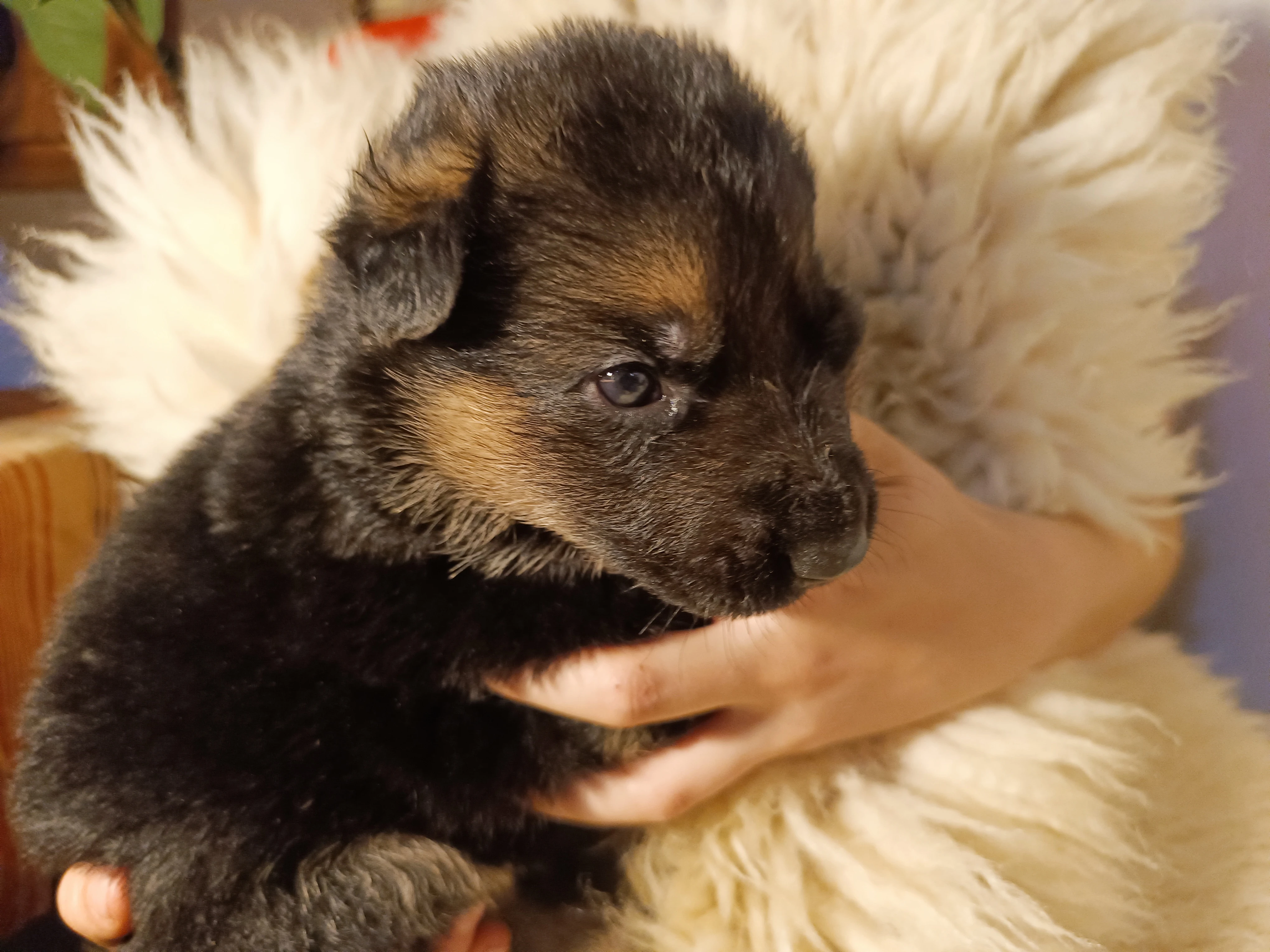 Štěňátka německého ovčáka typu rex