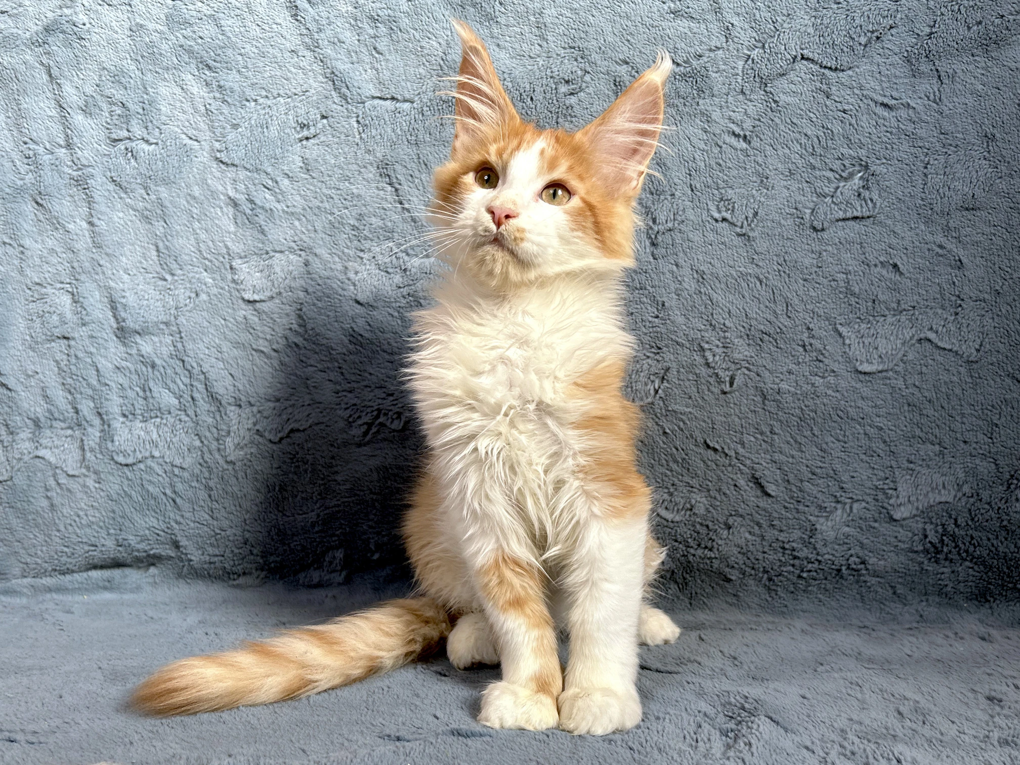 Mainská mývalí - kocourek s PP