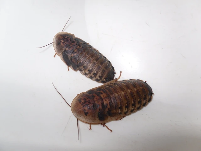 Krmný hmyz:Švábi Blaptica dubia střední,velcí,dospělci,1ks /2kč