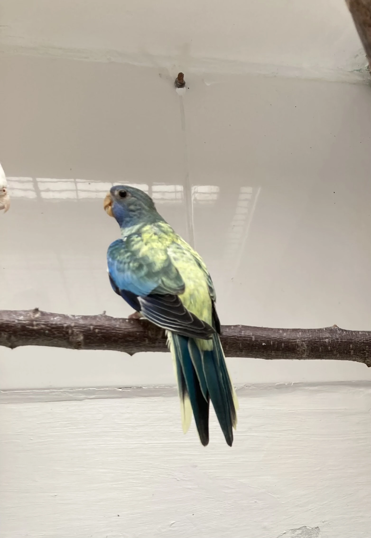 Daruji 0,1 neoféma modrohlavá loňská