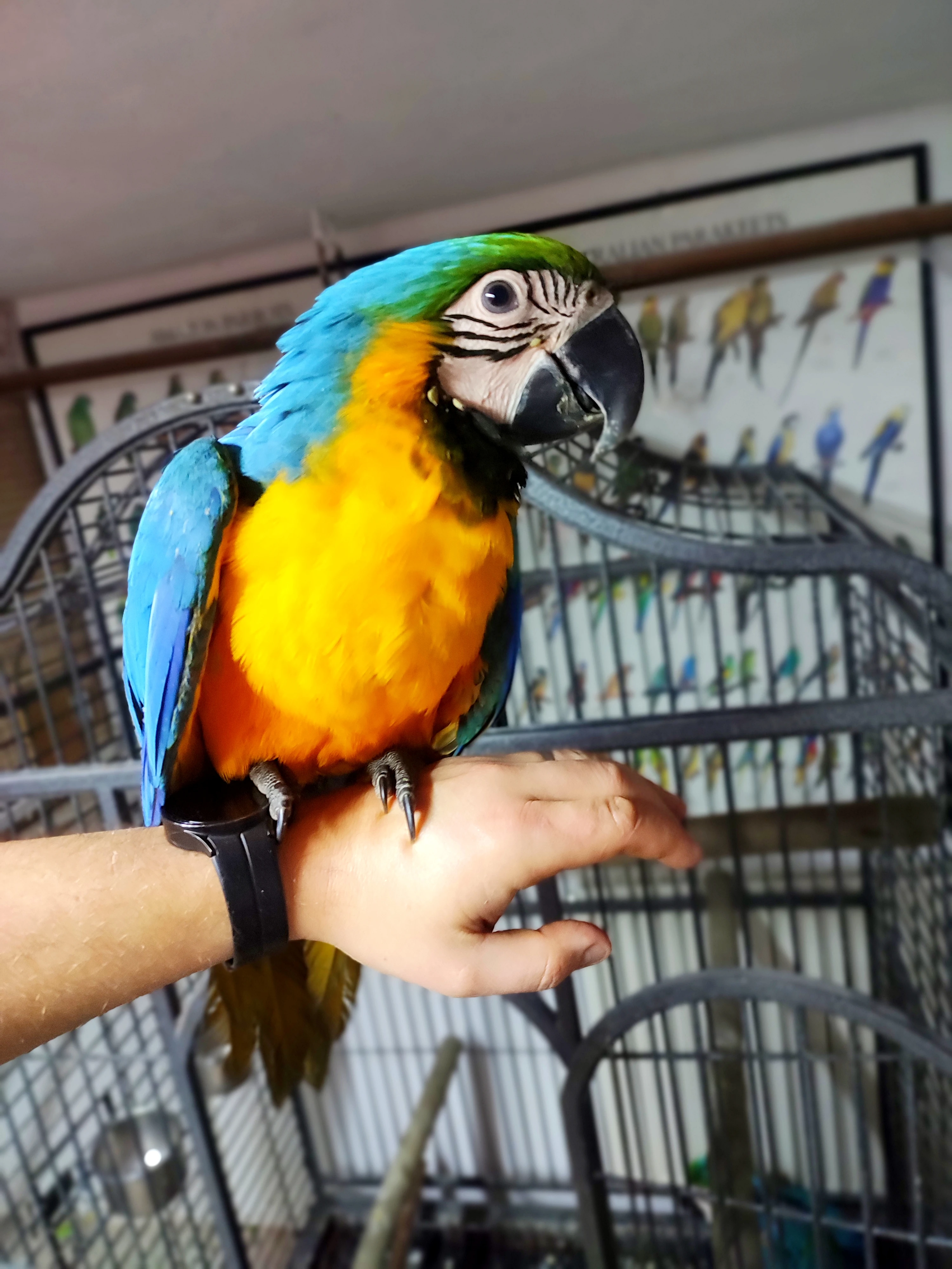 Ararauna - ručně dokrmená