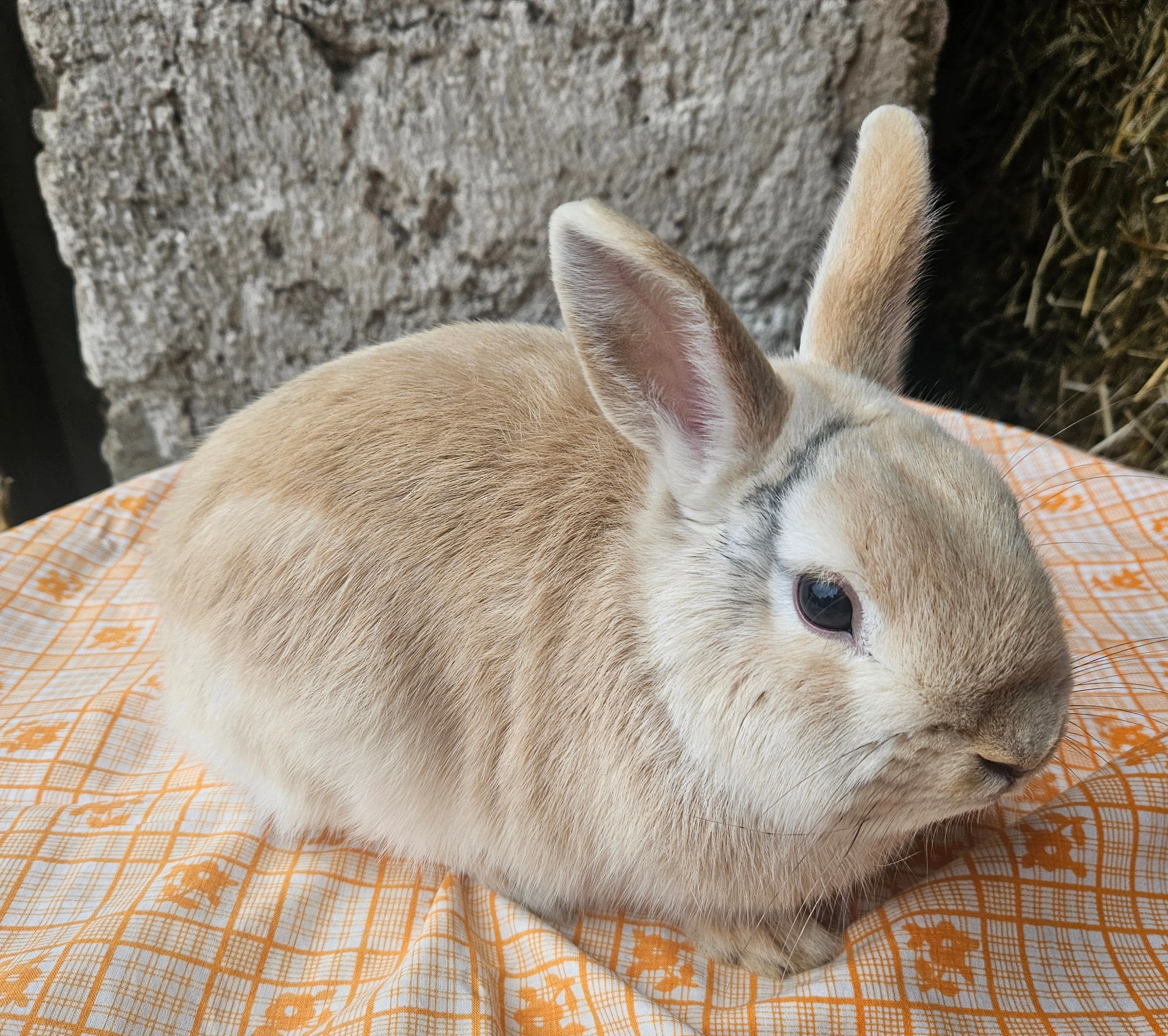 Zakrslý králíček