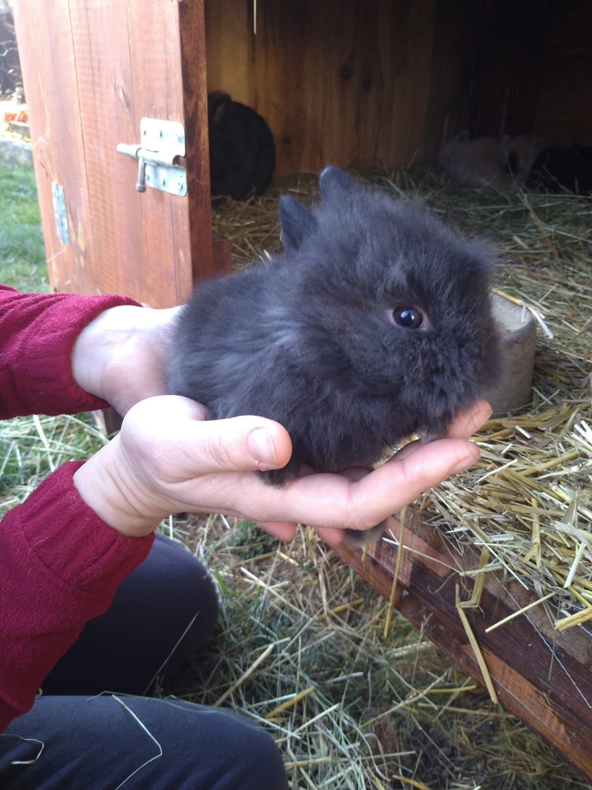 Zakrslá králíčata