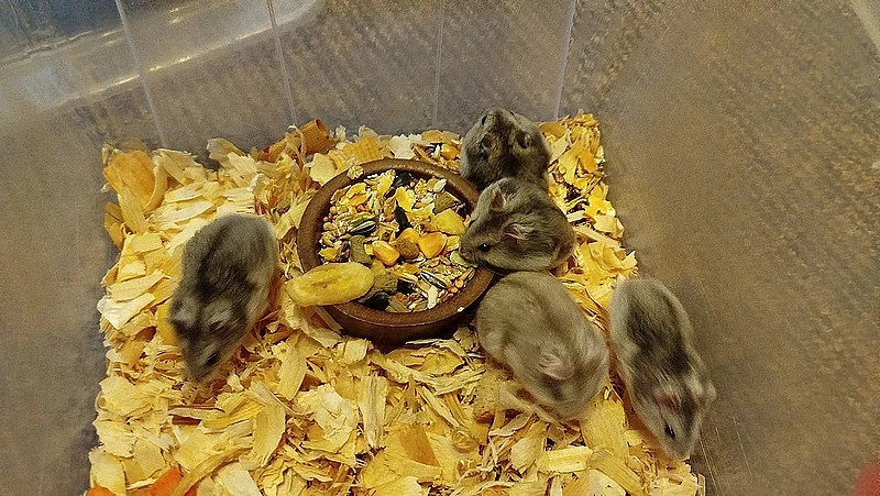 Křečík džungarský