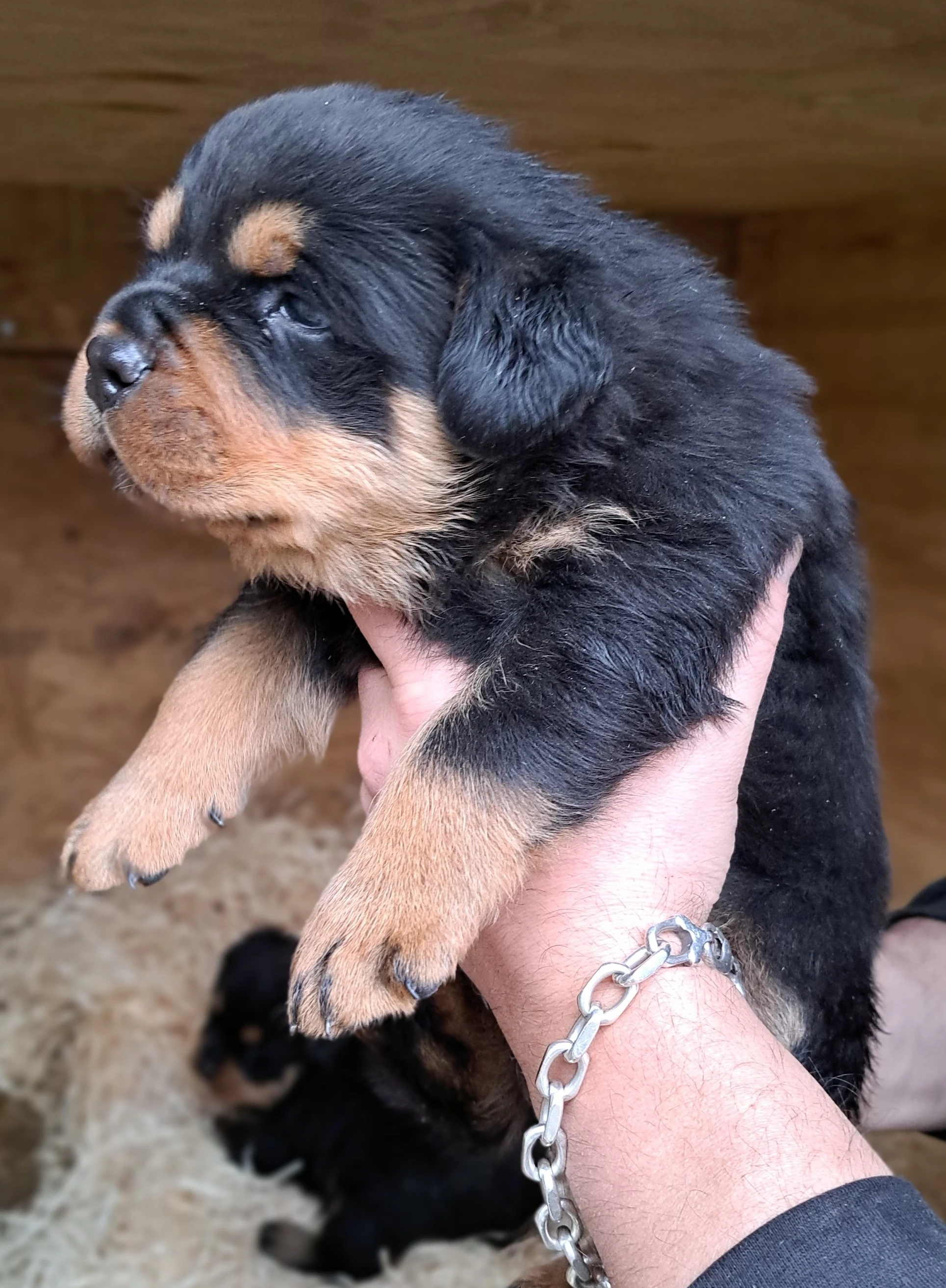 Štěňata v typu rotvajlera